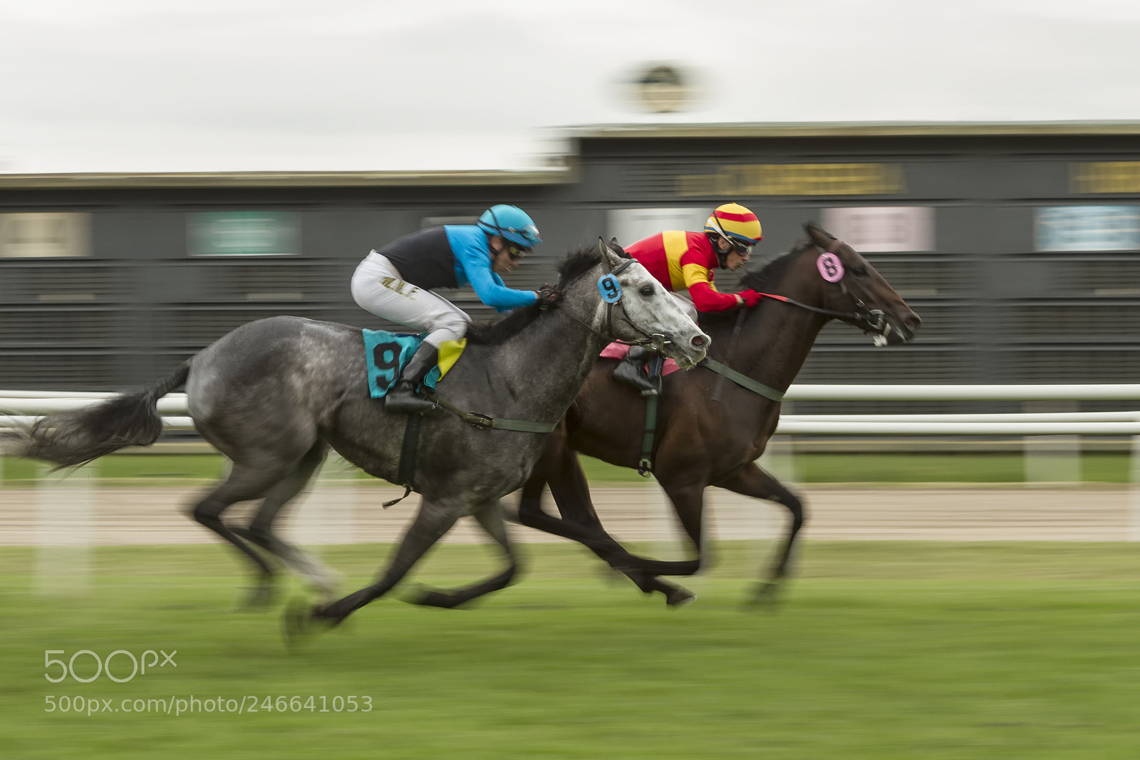 Canon EOS 7D sample photo. Thoroughbreds photography