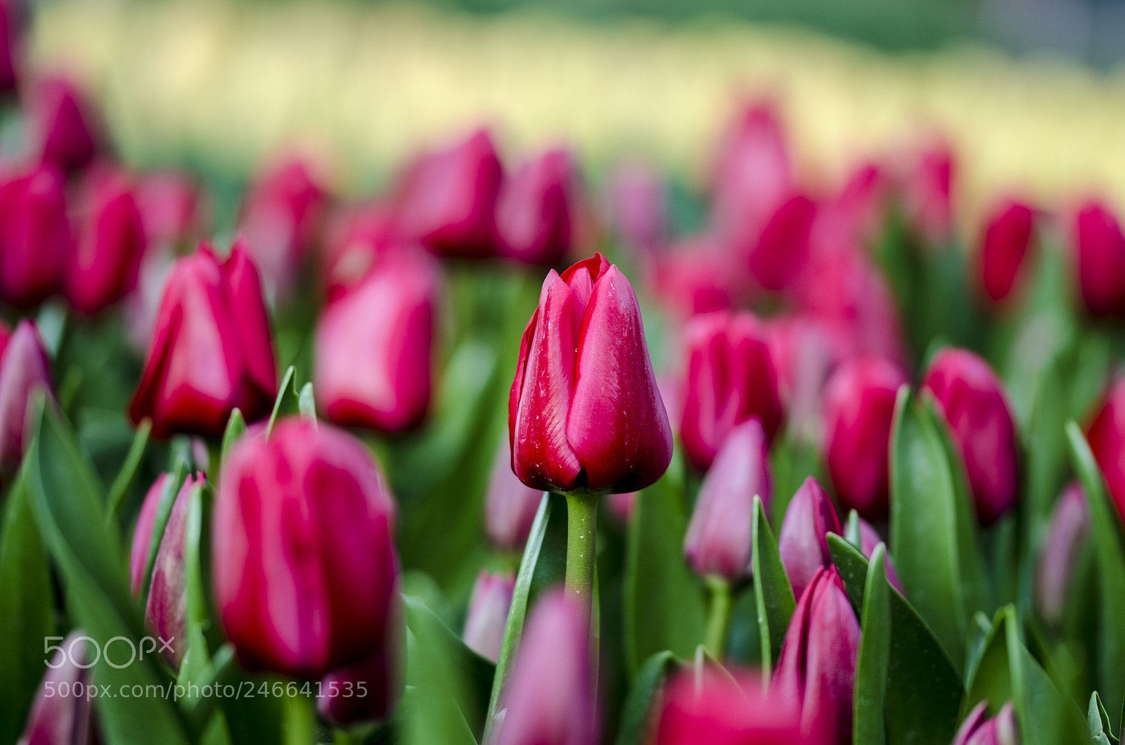 Nikon D5100 sample photo. Red line photography