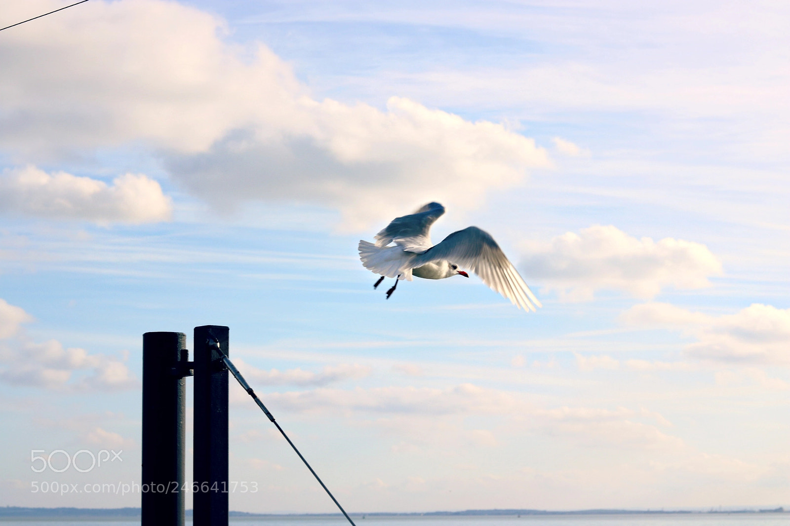 Canon EOS 750D (EOS Rebel T6i / EOS Kiss X8i) + Canon EF 50mm F1.8 STM sample photo. Fly photography