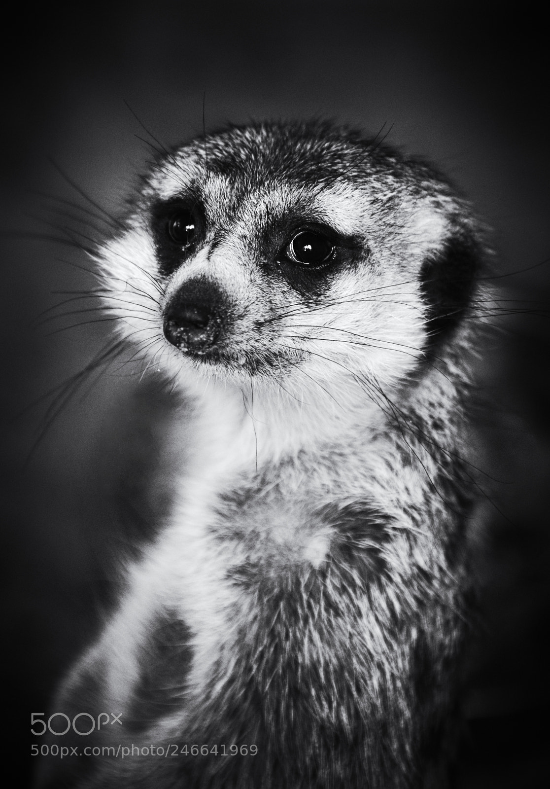 Nikon D800 sample photo. Meercat photography