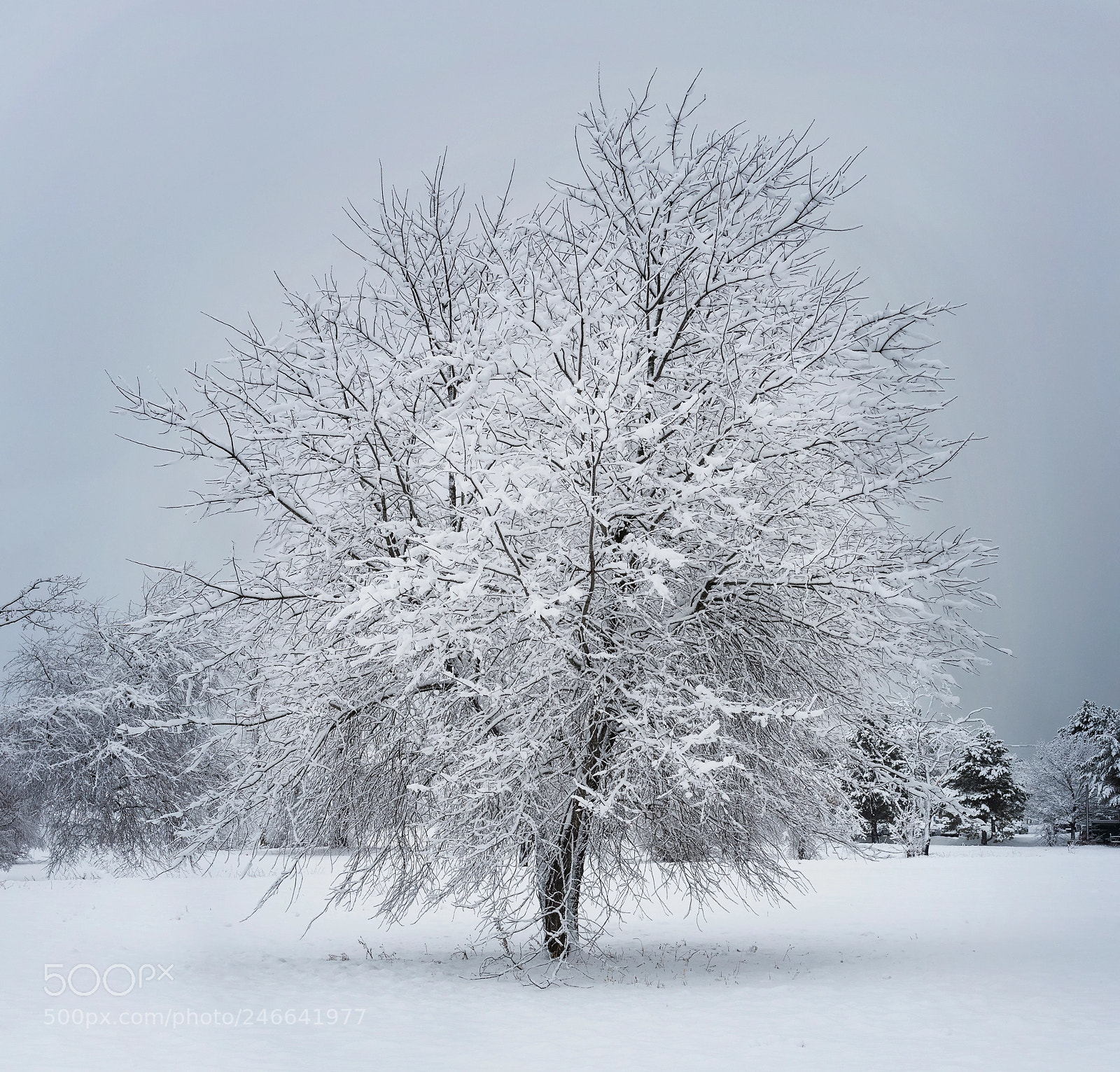 Nikon D810 sample photo. Tree in winter photography
