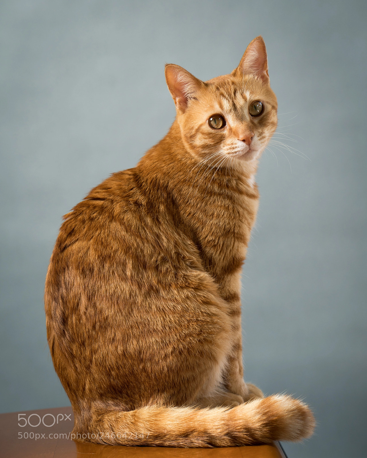 Sony a7R III sample photo. Kitties on a gray photography