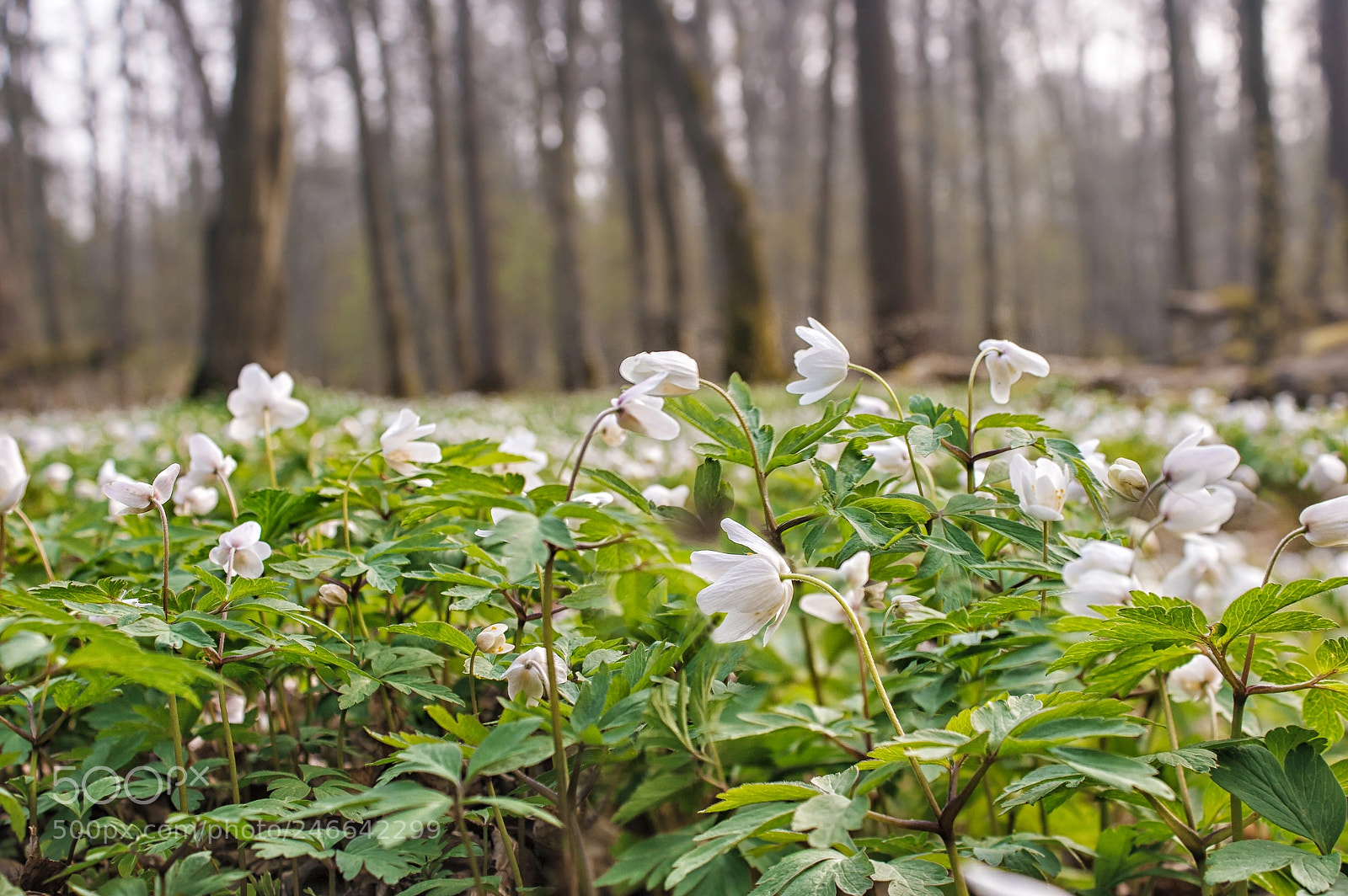 Canon EOS 400D (EOS Digital Rebel XTi / EOS Kiss Digital X) sample photo. Beautiful wild white flowers photography