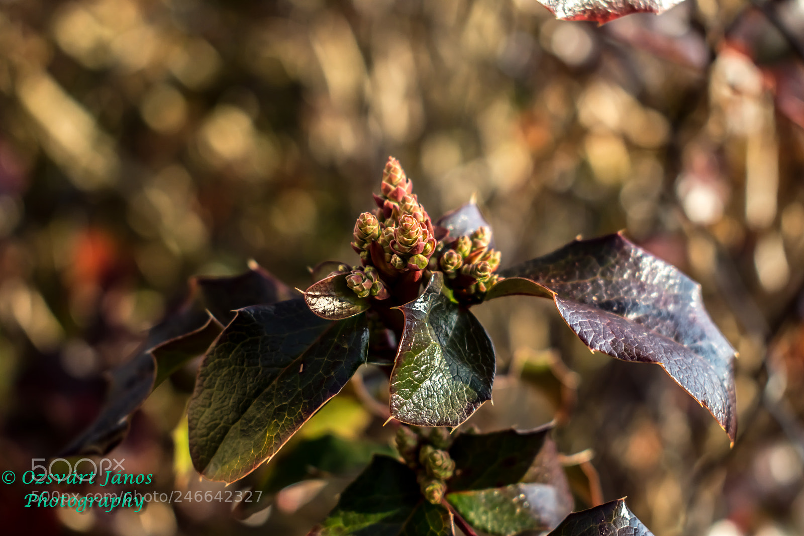 Nikon D3400 sample photo. Spring photography