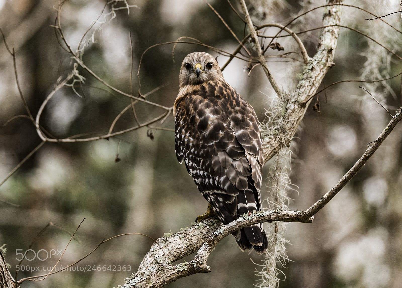 Nikon D750 sample photo. Red shouldered hawk in photography