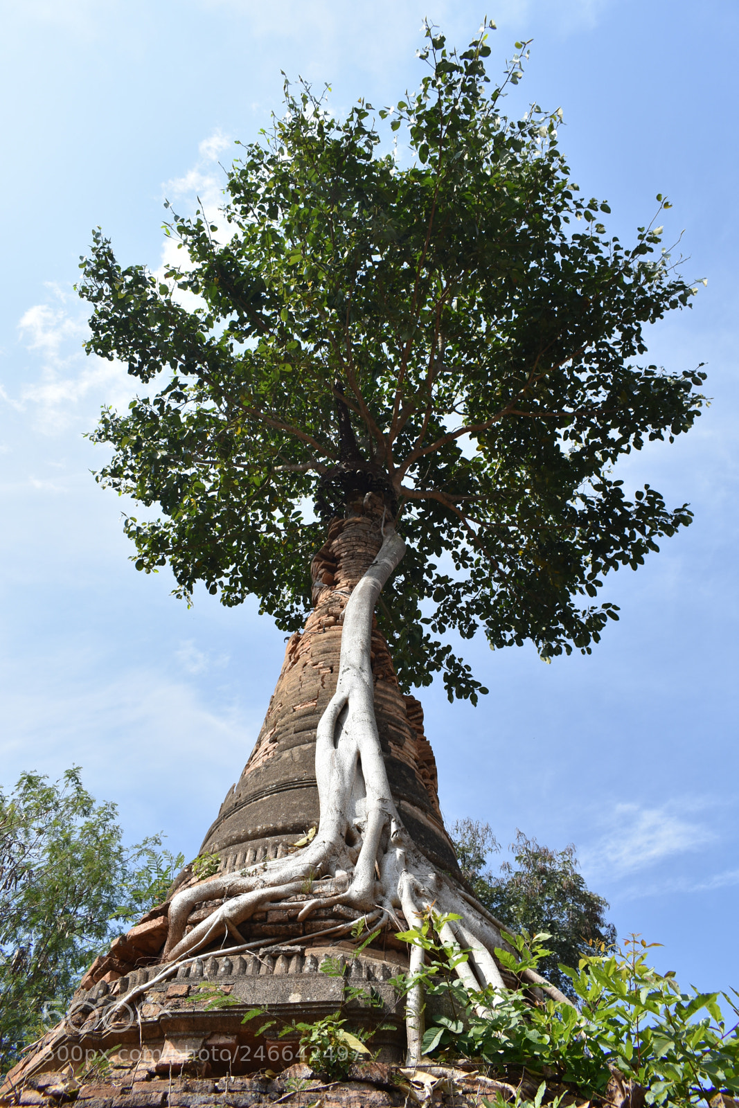 Nikon D3400 sample photo. Tree pagoda in inle photography