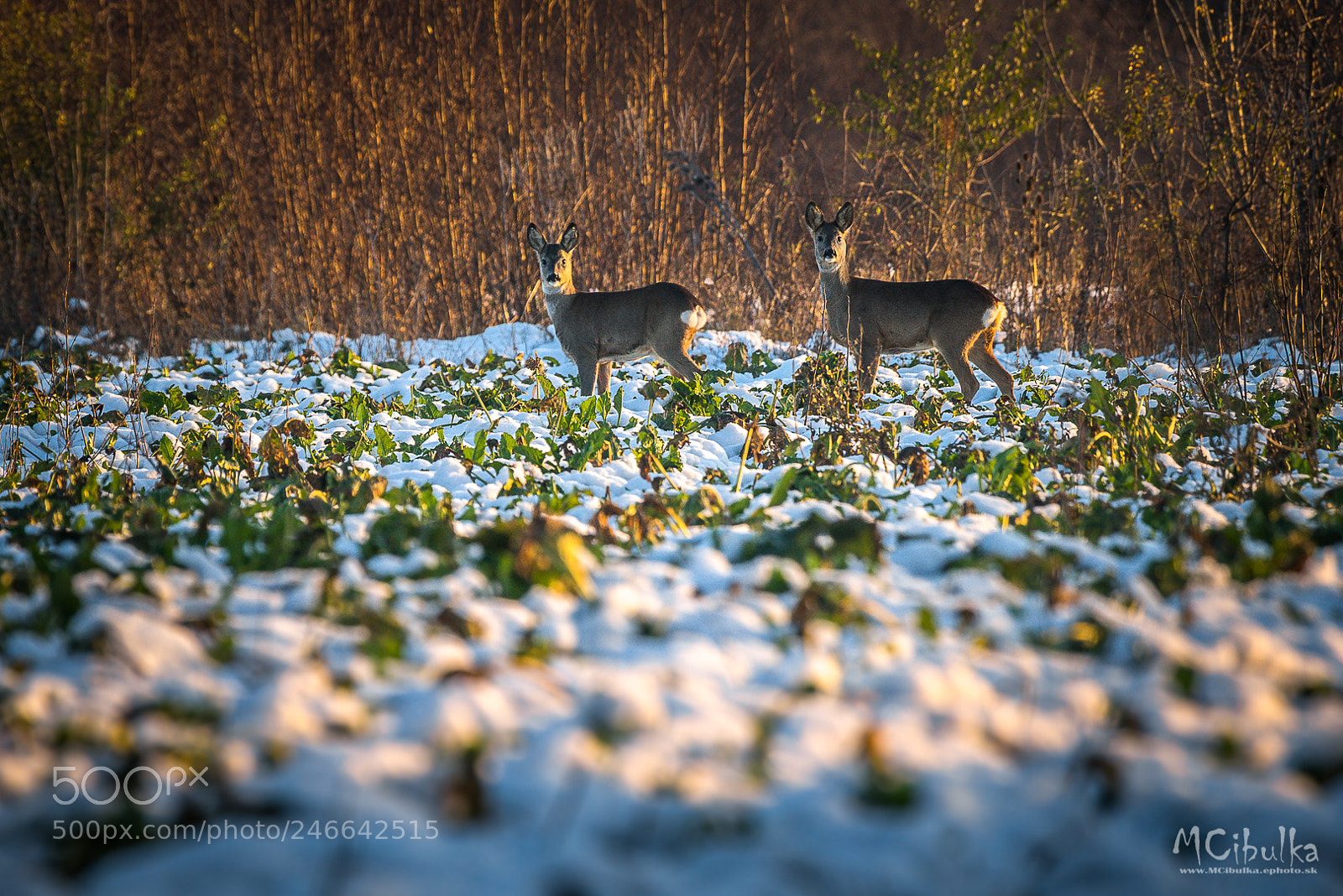 Sony a7R sample photo. Someone is watching photography