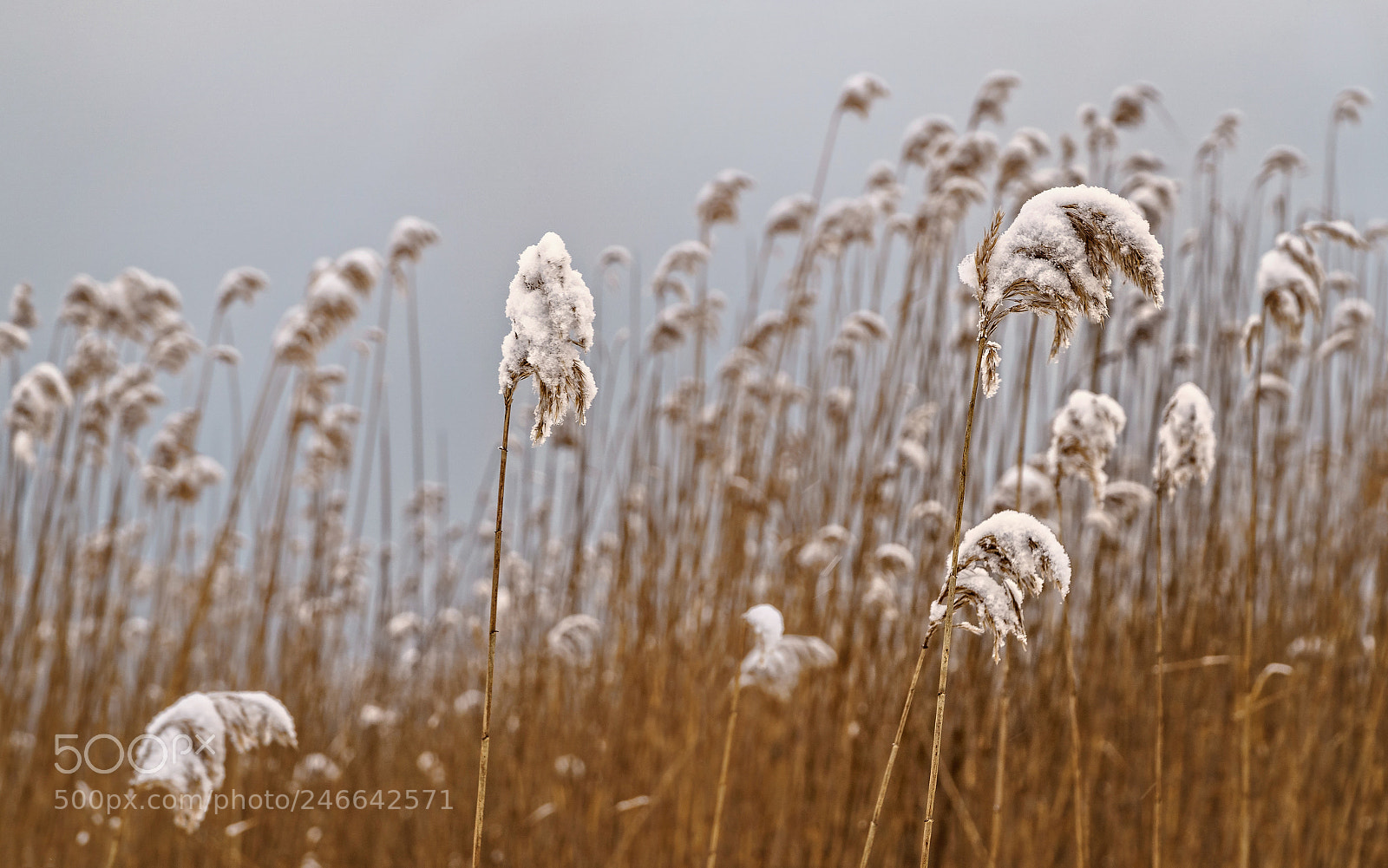 Sony a6500 sample photo. Reeds by the lake photography