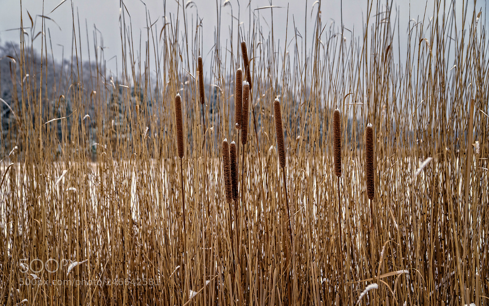 Sony a6500 sample photo. Reeds by the lake photography