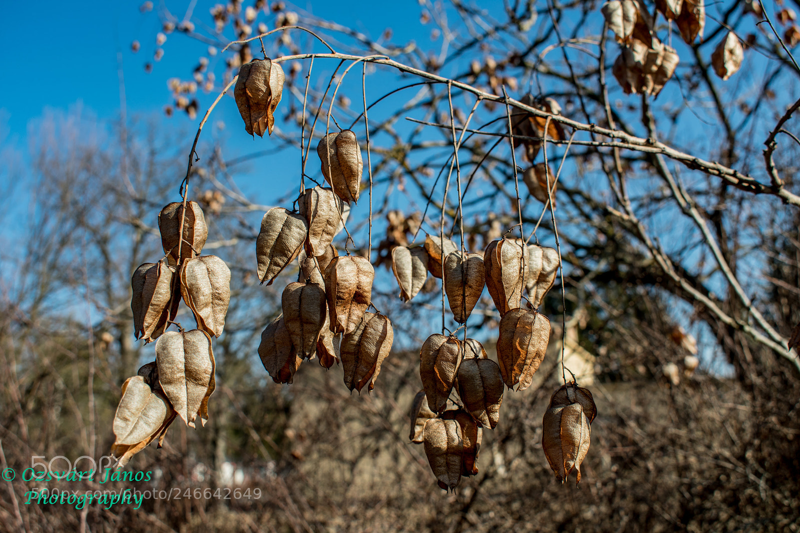 Nikon D3400 sample photo. Heart tree photography