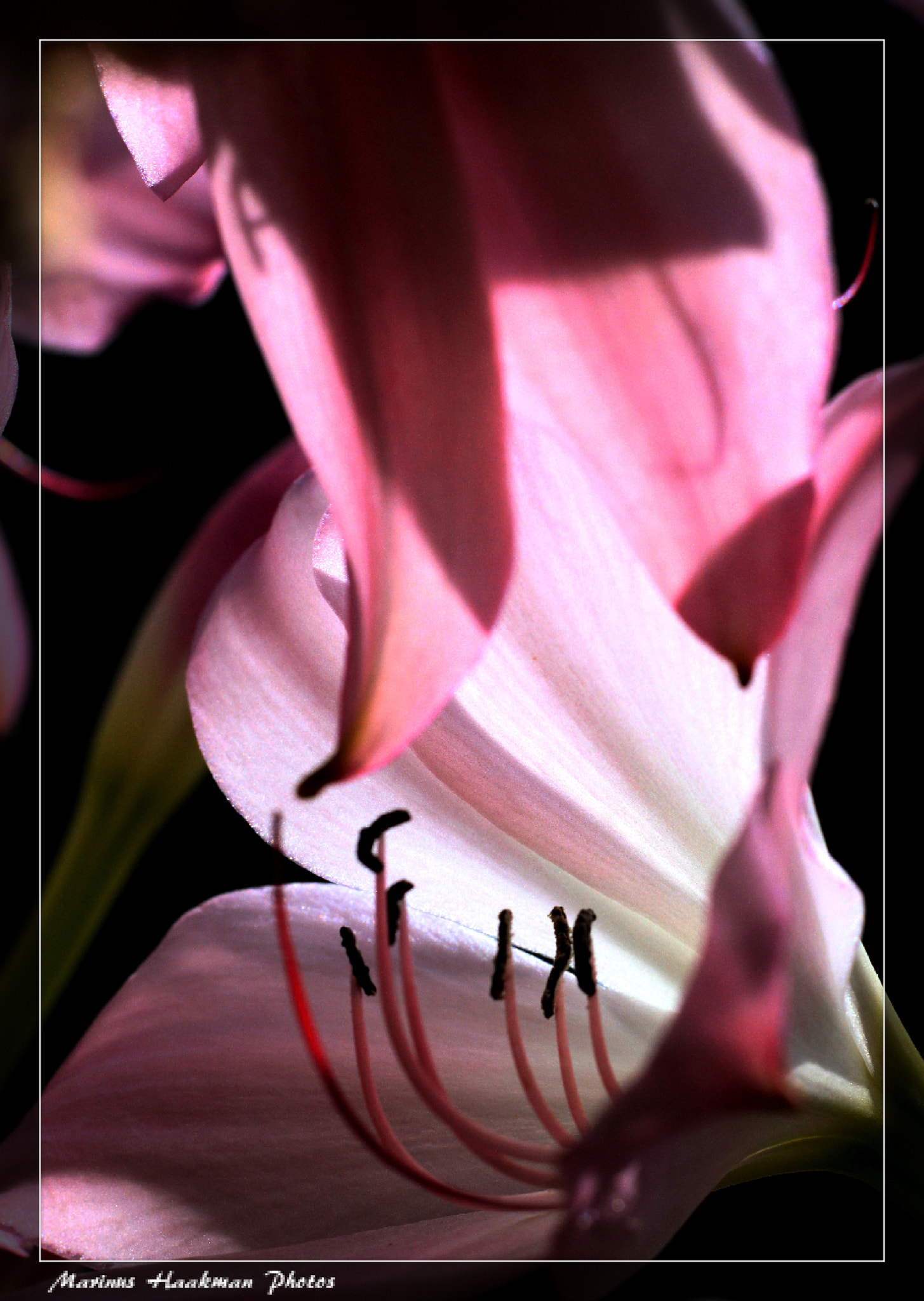 Canon EOS 500D (EOS Rebel T1i / EOS Kiss X3) + Canon EF 50mm F1.8 STM sample photo. Maart lelie photography