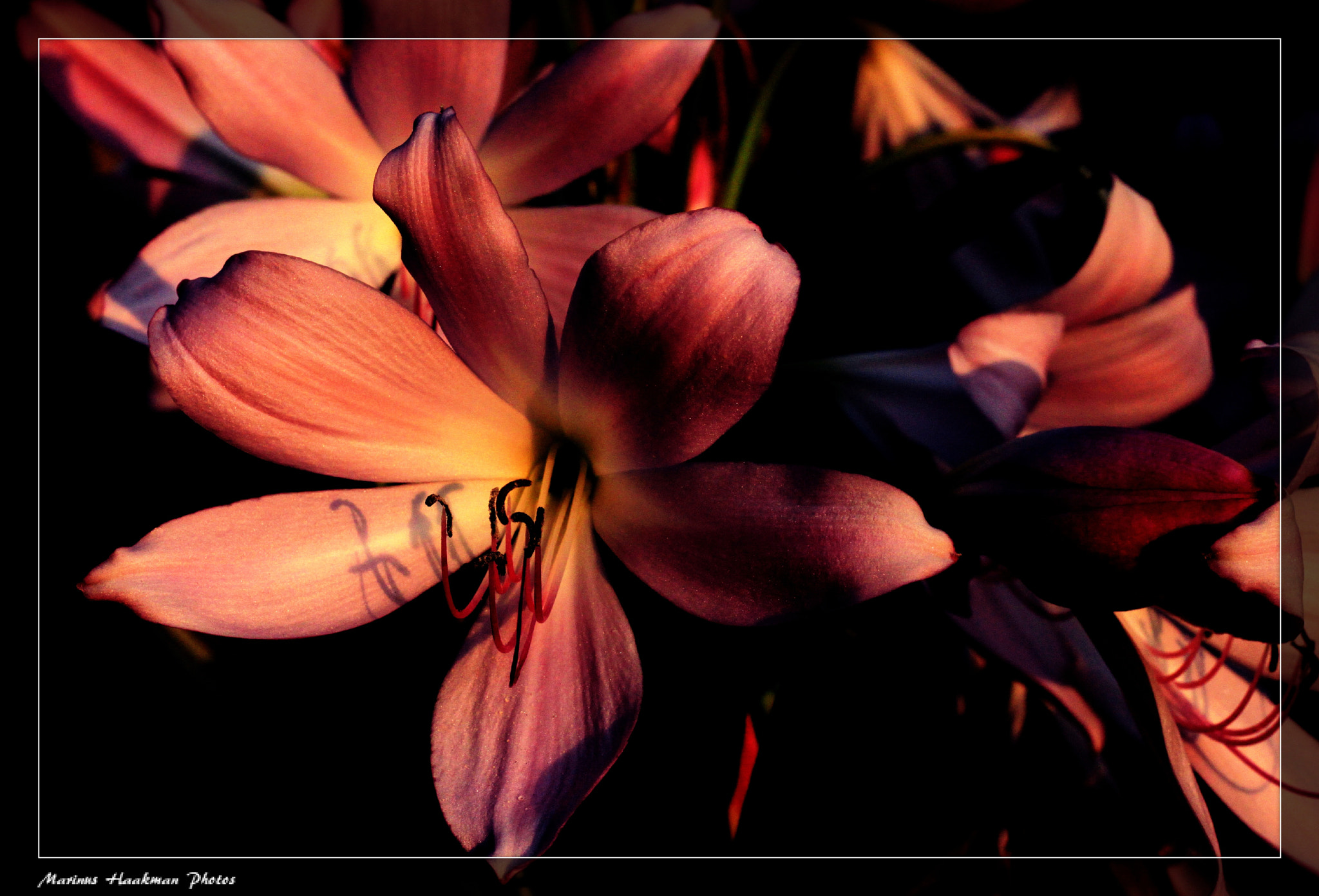 Canon EOS 500D (EOS Rebel T1i / EOS Kiss X3) + Canon EF 50mm F1.8 STM sample photo. Maart lelie photography