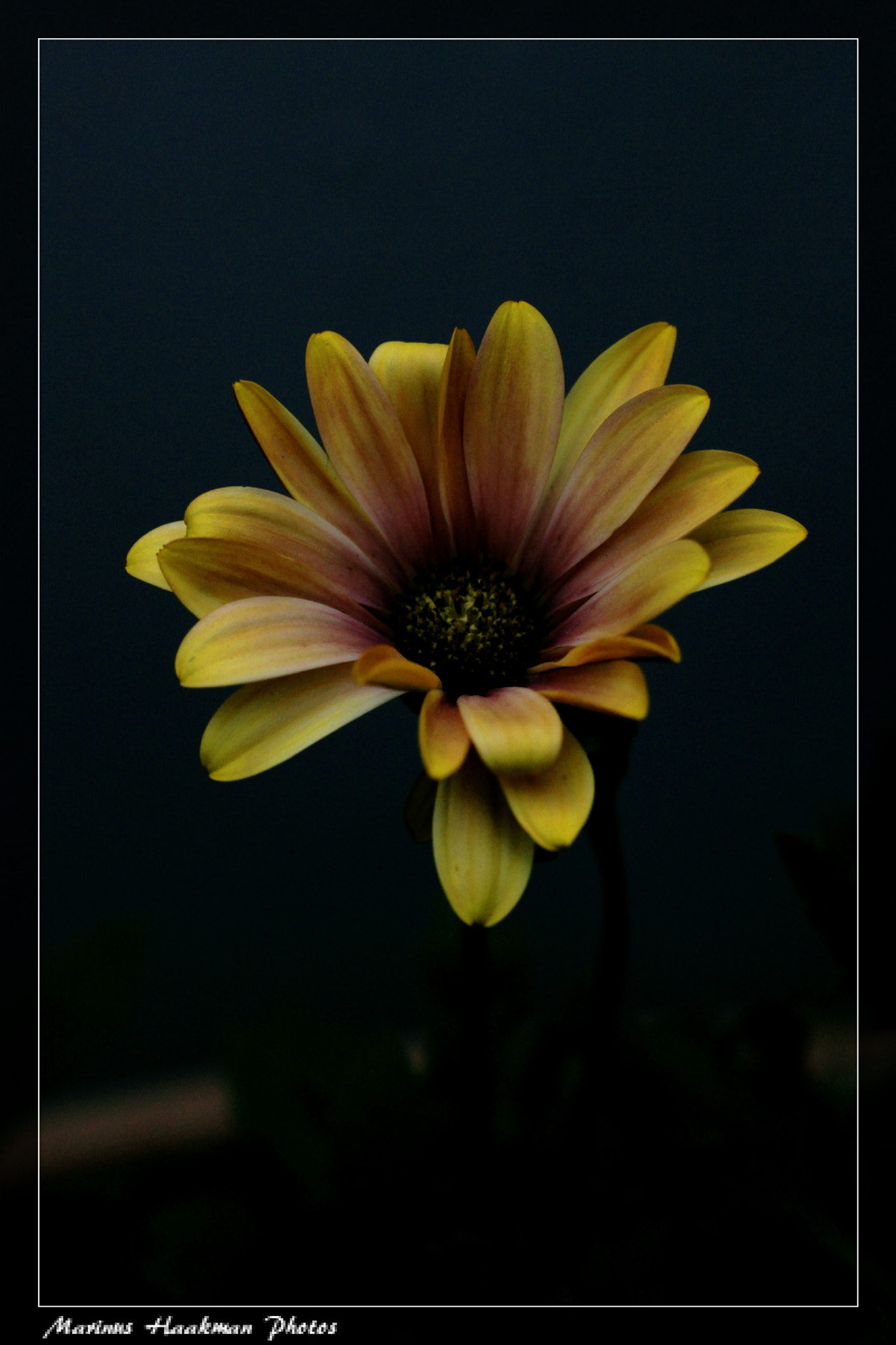 Canon EOS 500D (EOS Rebel T1i / EOS Kiss X3) + Canon EF 50mm F1.8 STM sample photo. Daisy photography
