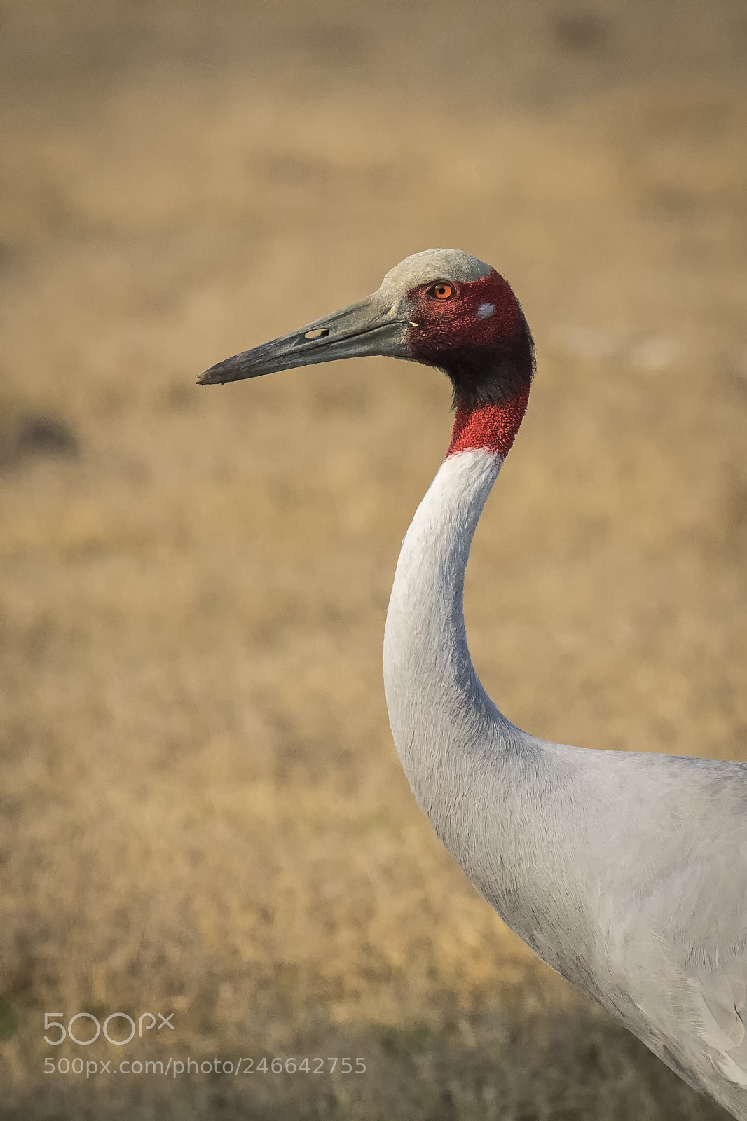 Canon EOS 7D Mark II sample photo. Another perspective photography