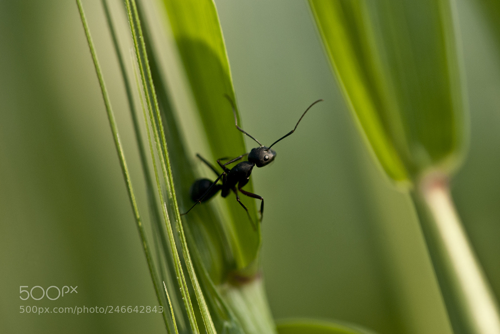Nikon D80 sample photo. The ant and the photography