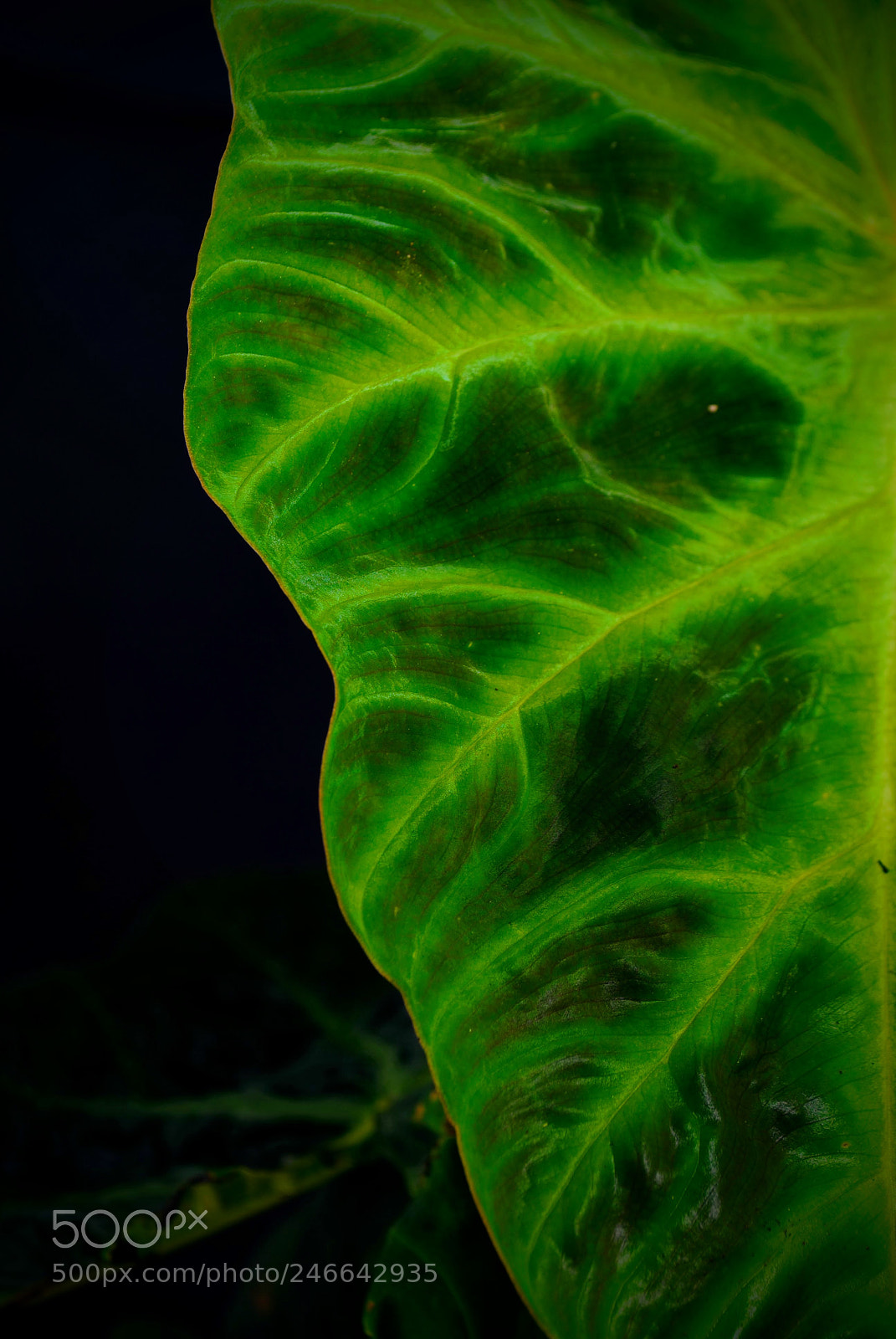 Nikon D3000 sample photo. Philodendron verrucosum photography