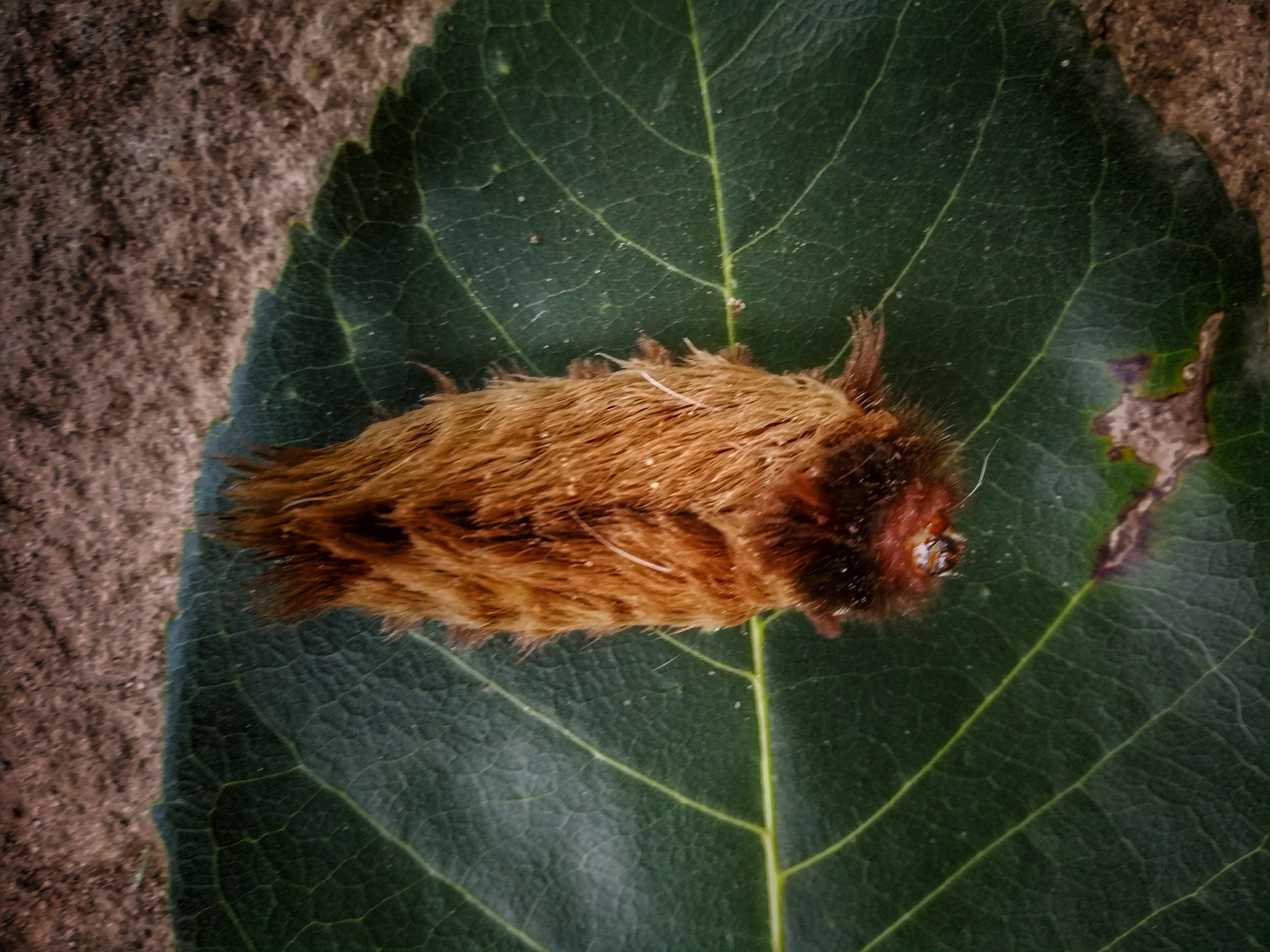 HUAWEI MATE 9 LITE sample photo. La oruga peluche (megalopyge opercularis), photography