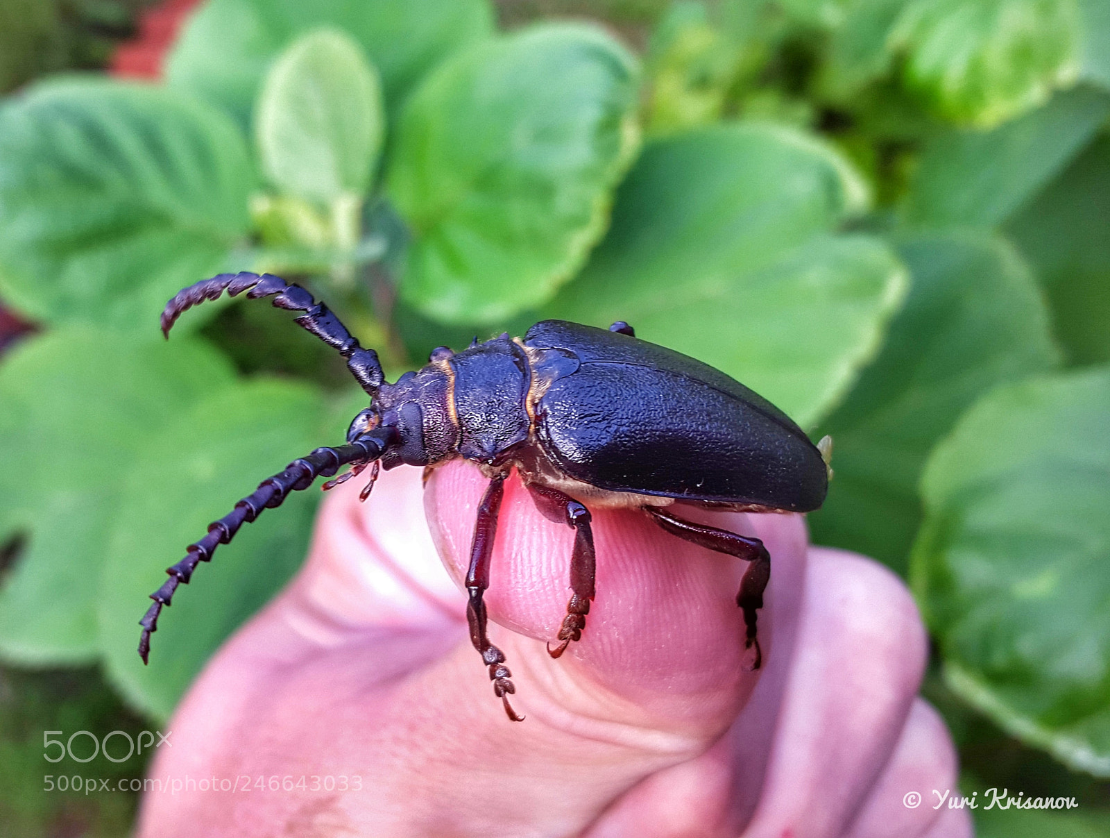 Samsung Galaxy Alpha sample photo. The big beetle prionus photography