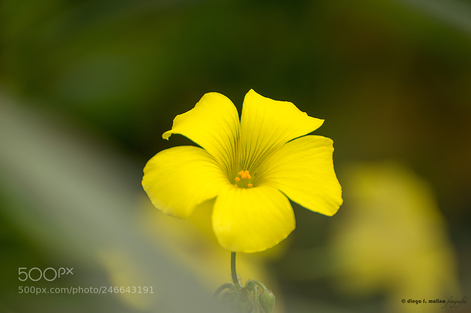 Nikon D3200 sample photo. Flor tamizada de vinagrera photography
