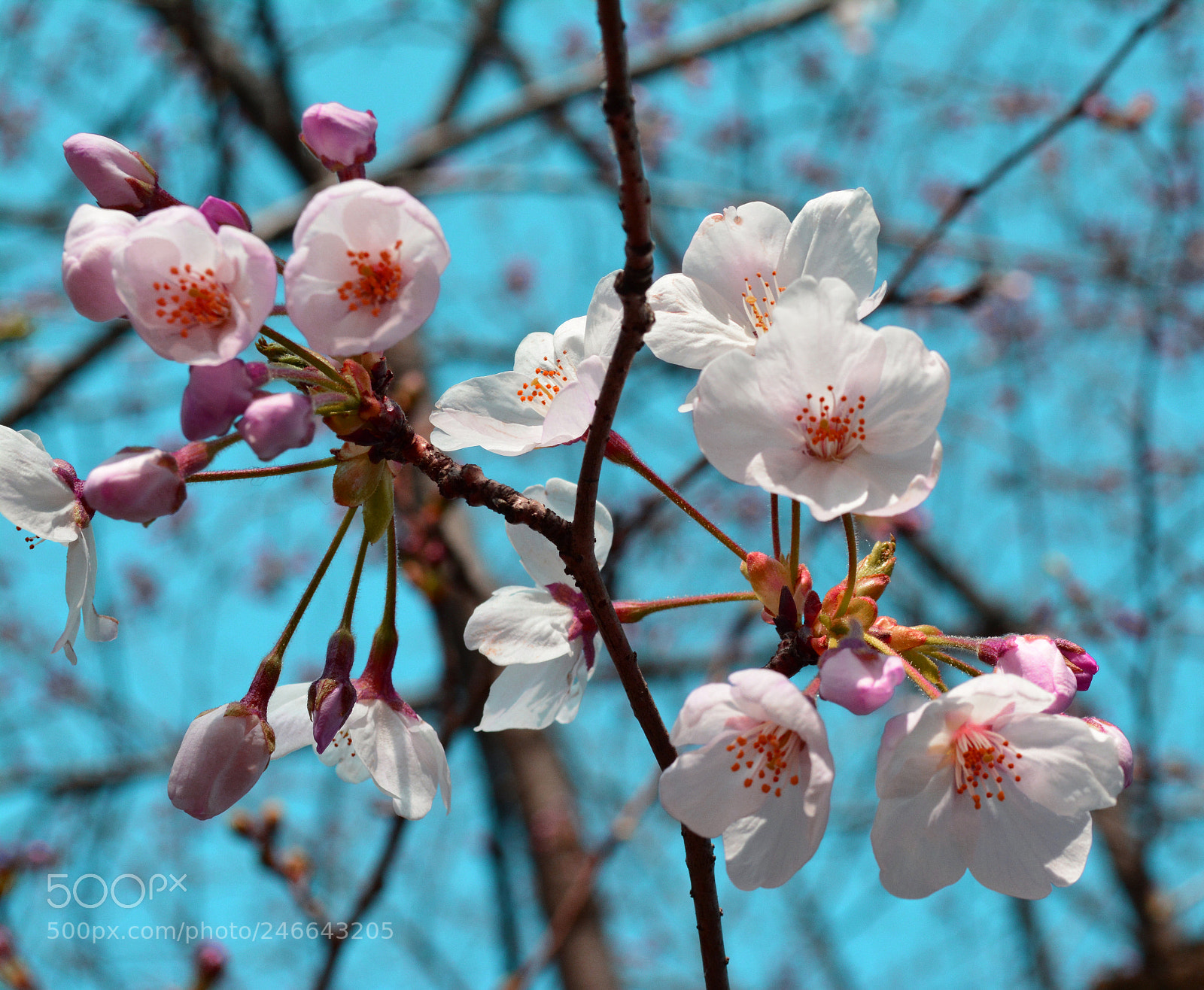 Nikon D5200 sample photo. Early spring sakura flowers photography