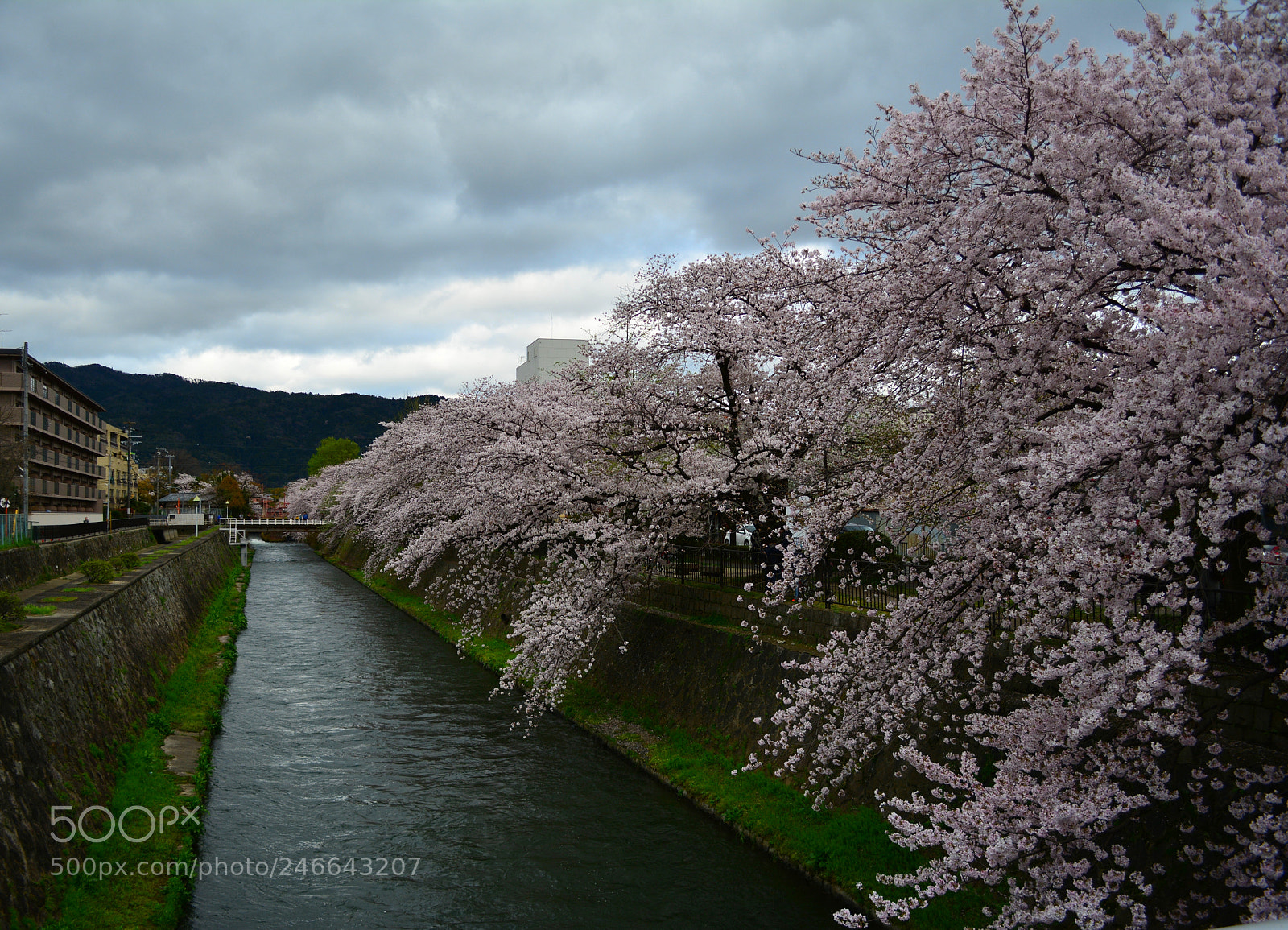 Nikon D5200 sample photo. Sakura trees cherry blossom photography