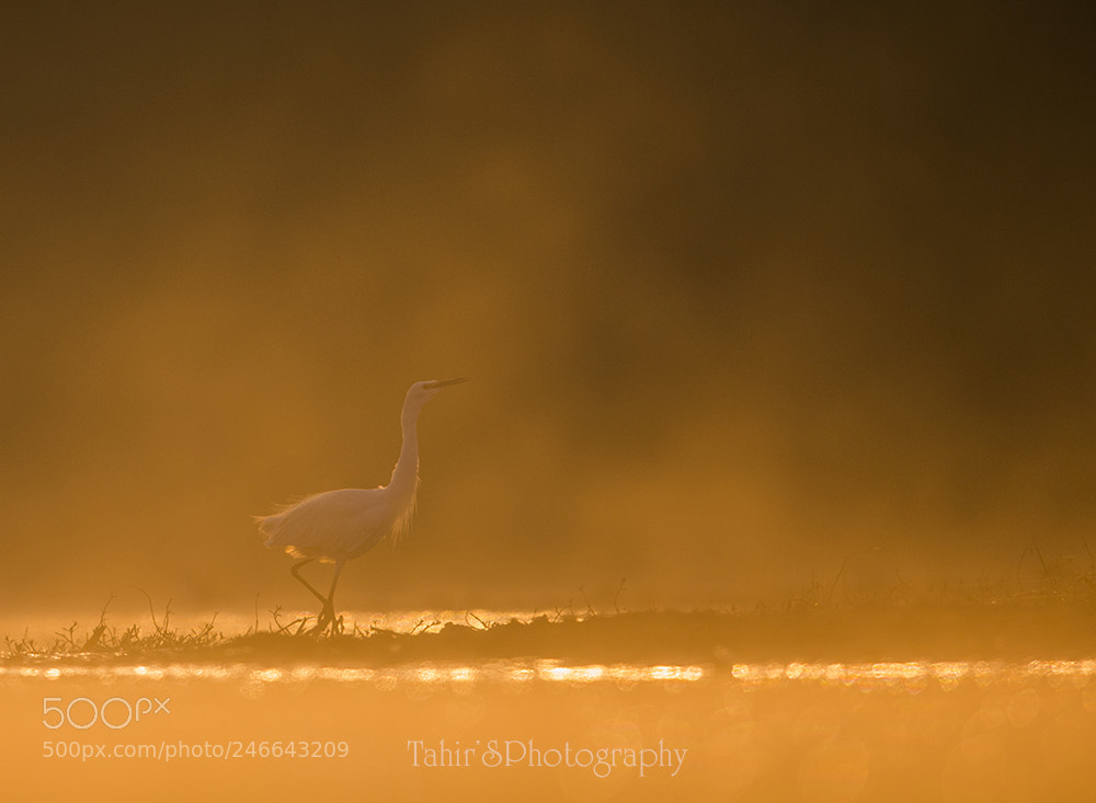 Nikon D850 sample photo. Little egret in golden photography