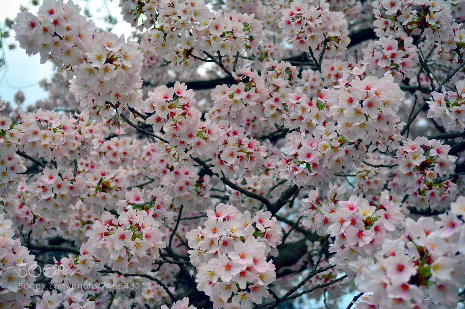 Nikon D5200 sample photo. Sakura flowers cherry blossom photography