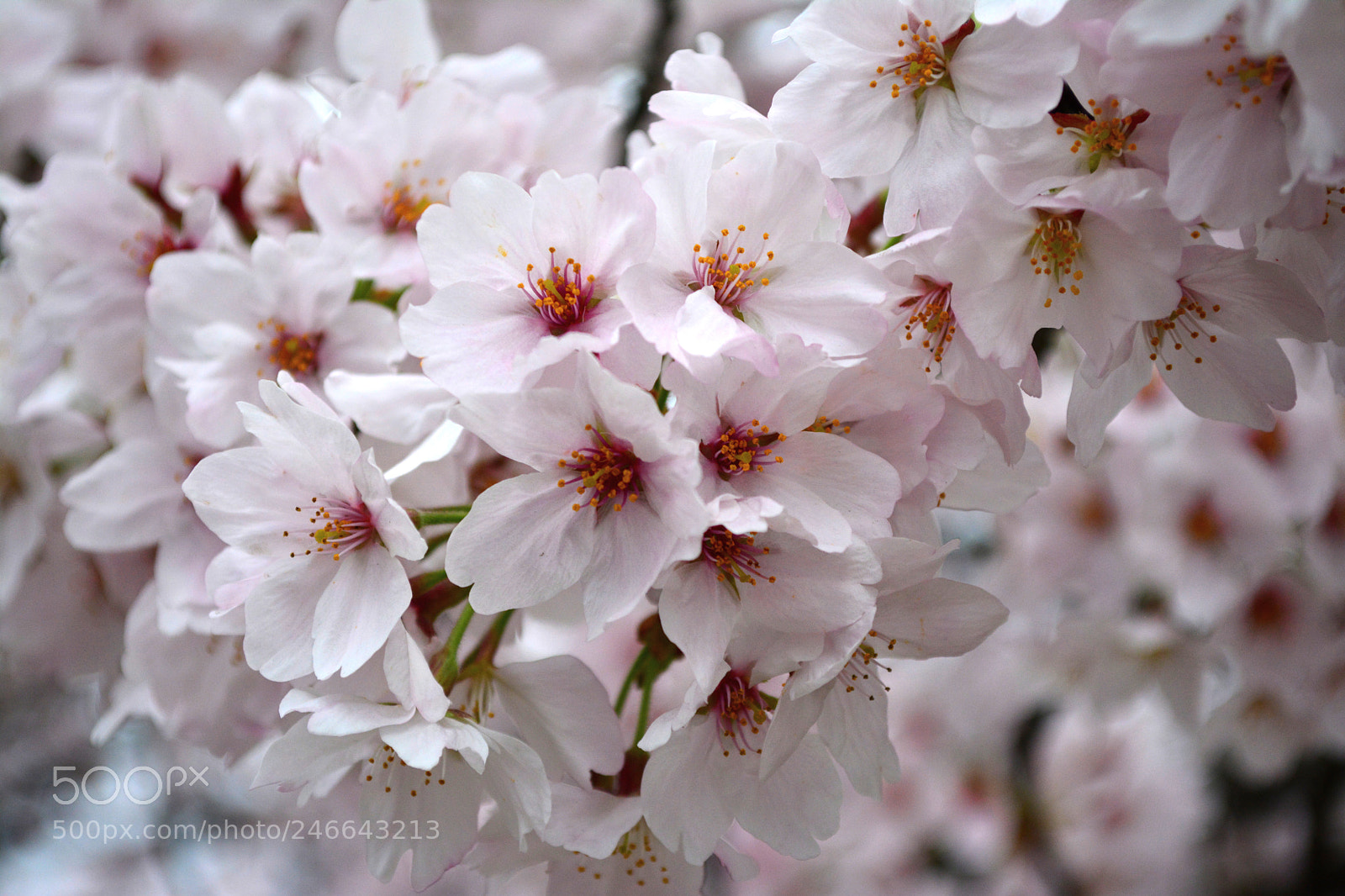 Nikon D5200 sample photo. Cluster of white sakura photography
