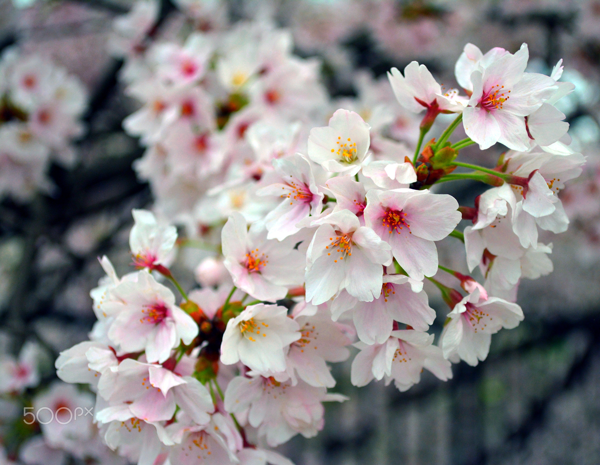 Cluster of beautiful Sakura Flowers / Cherry Blossom