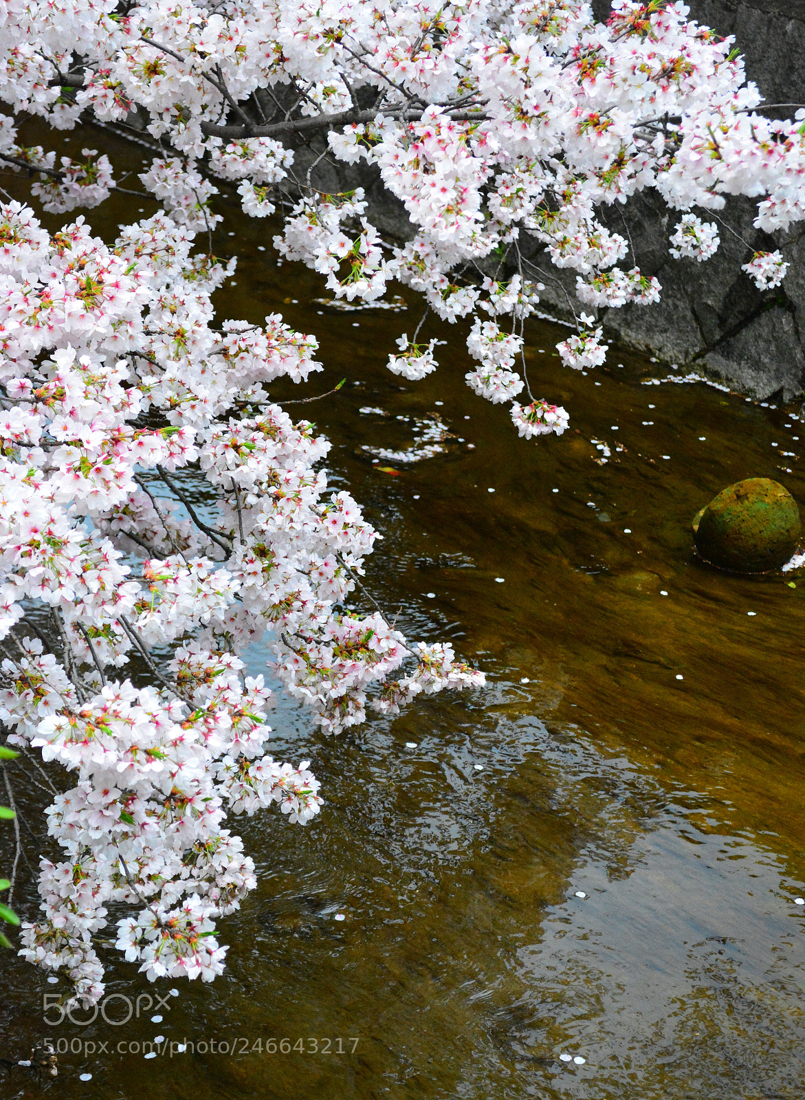 Nikon D5200 sample photo. Sakura flower trees cherry photography