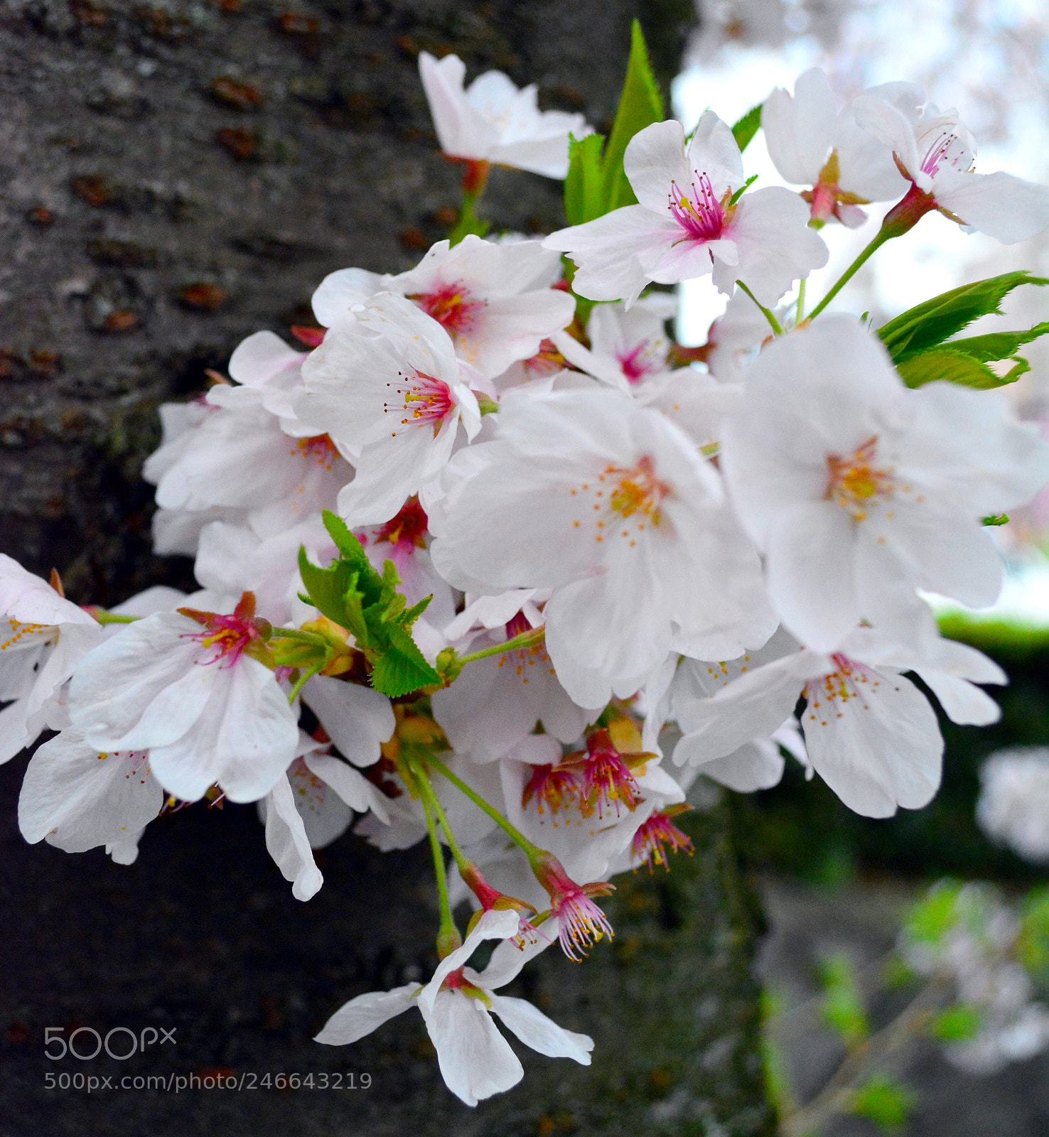 Nikon D5200 sample photo. Cherry blossom sakura flower photography