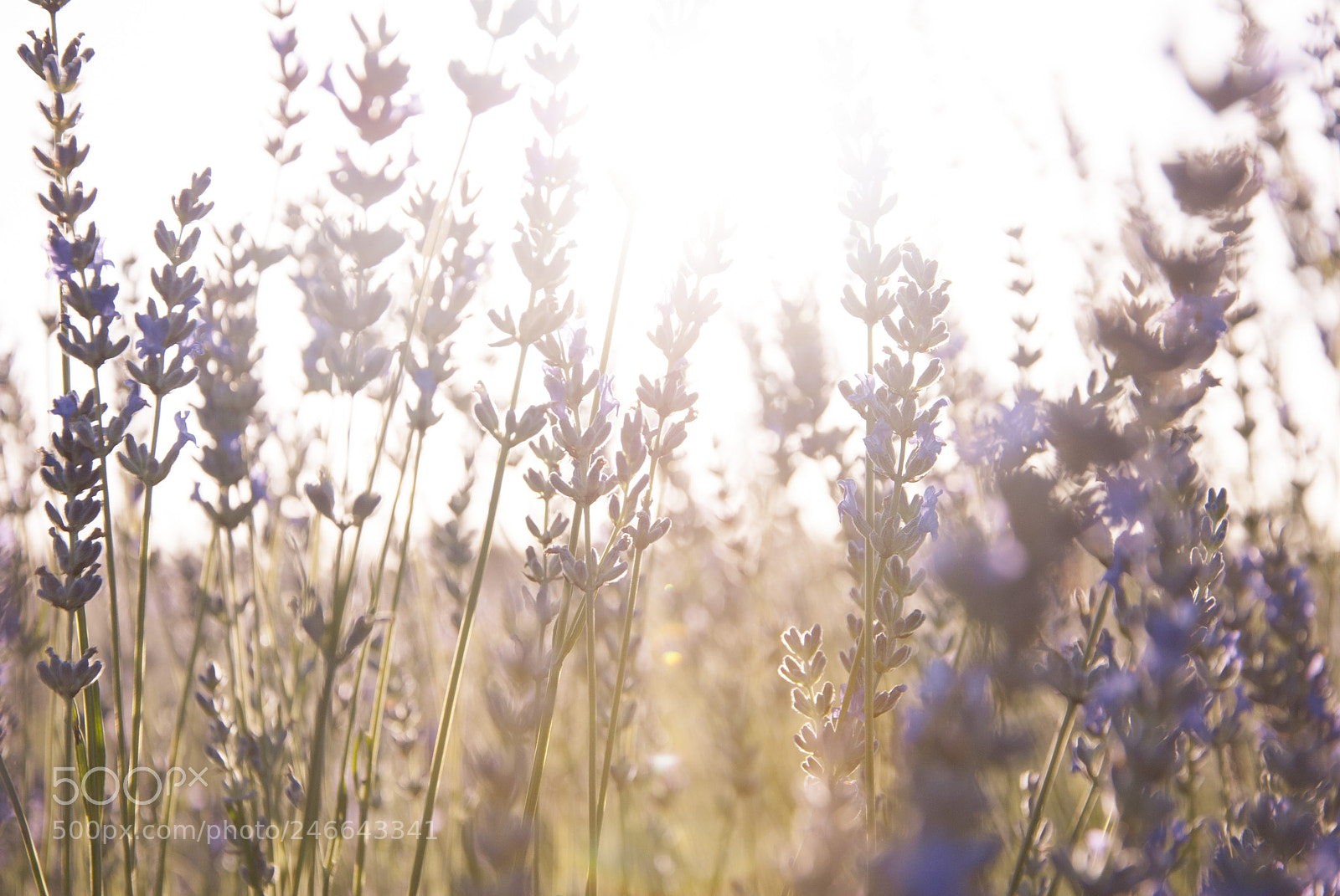 Nikon D3000 sample photo. Sunset photography