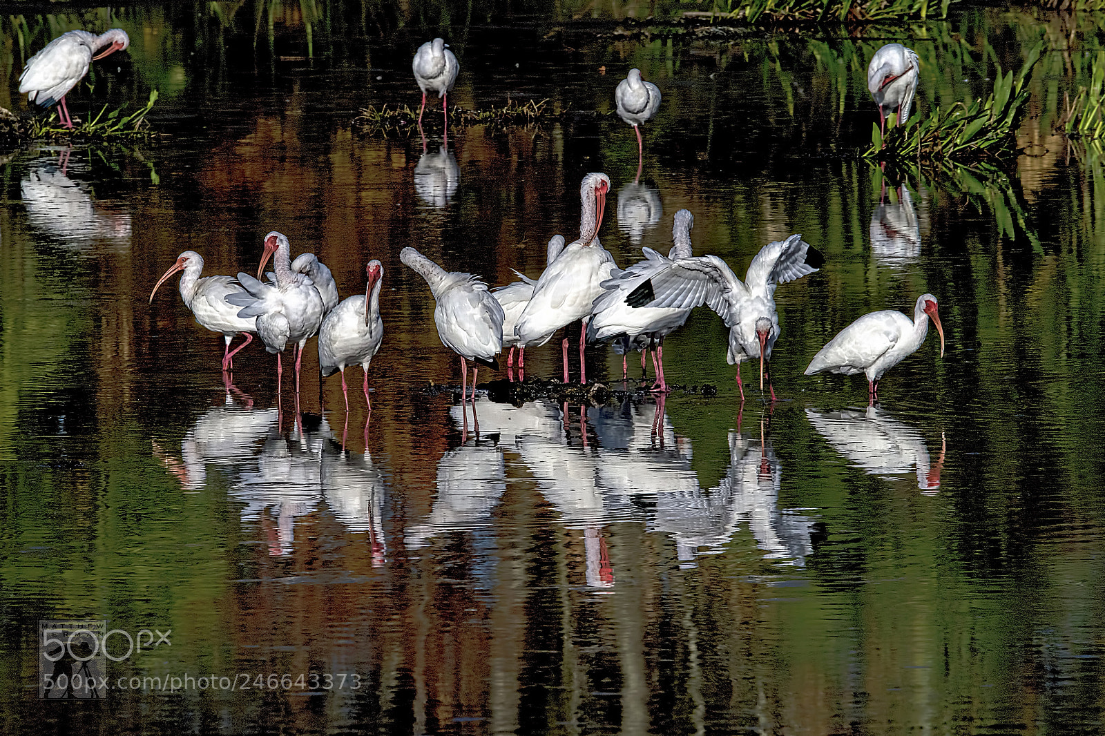 Nikon D810 sample photo. Flock photography