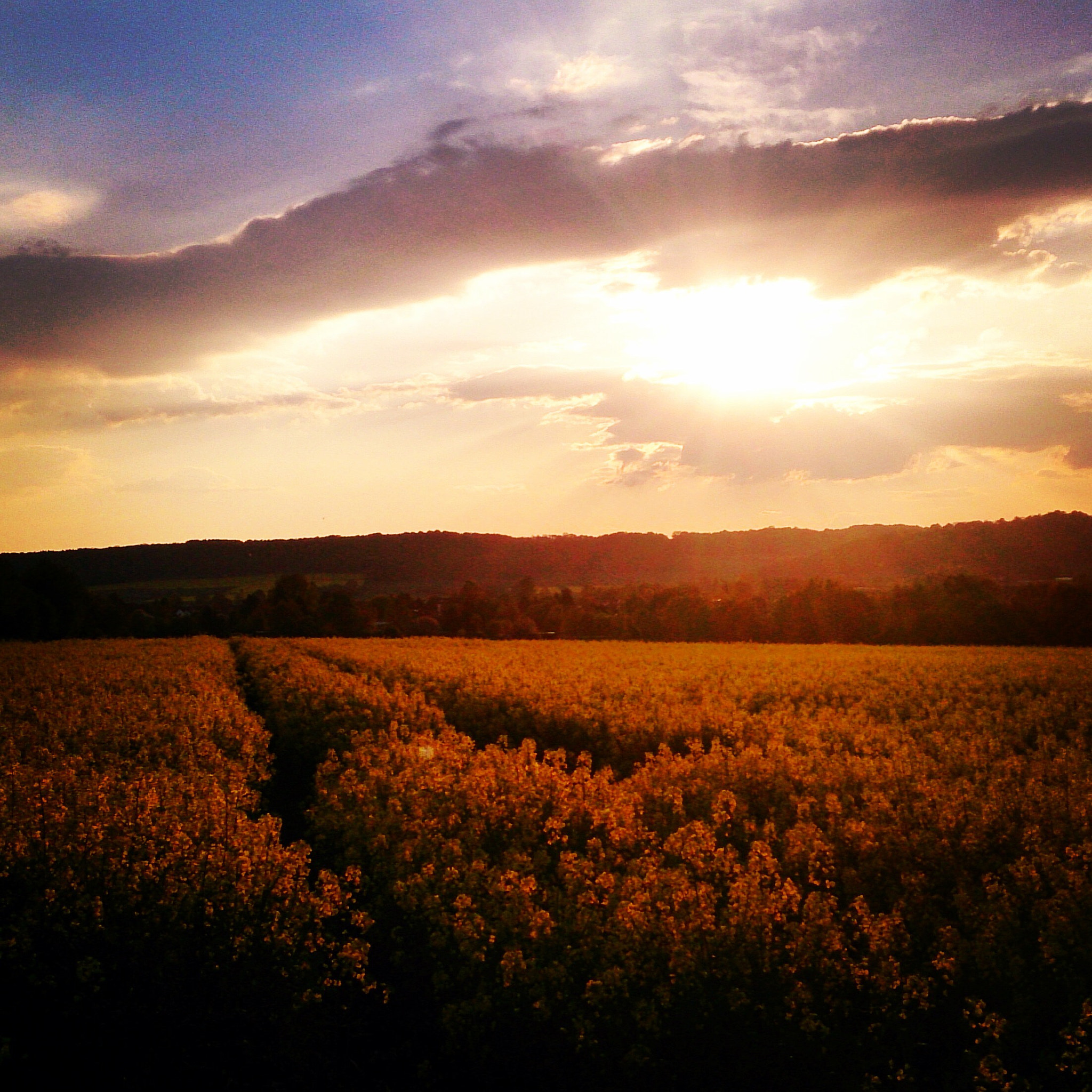 Sony Xperia Z sample photo. Rapsfeld bei untergehender sonne photography