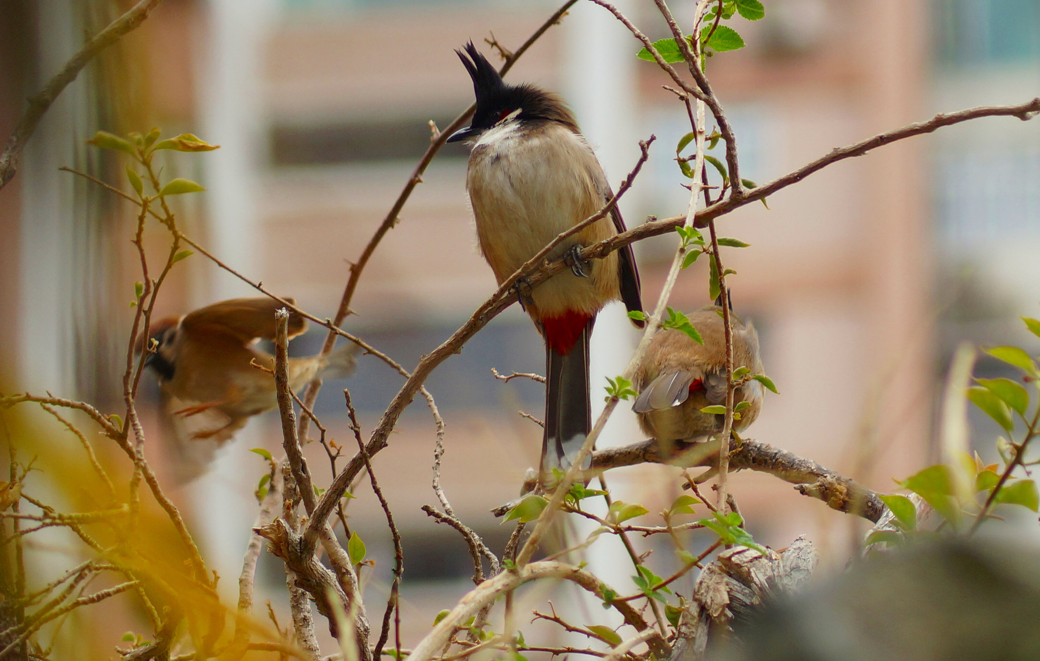 Sony 75-300mm F4.5-5.6 sample photo. Cantar photography