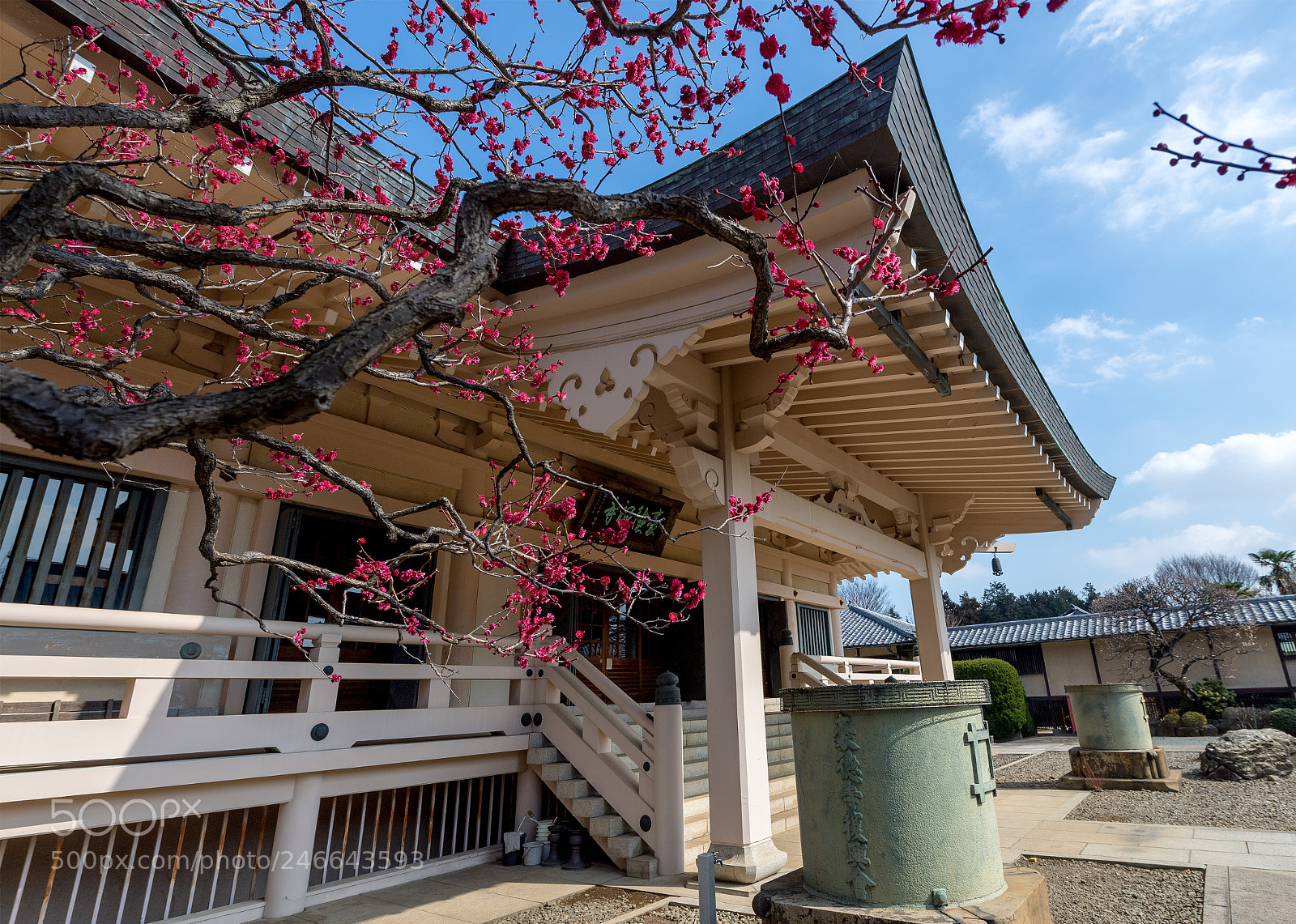 Nikon D5 sample photo. Gotoku-ji temple. photography