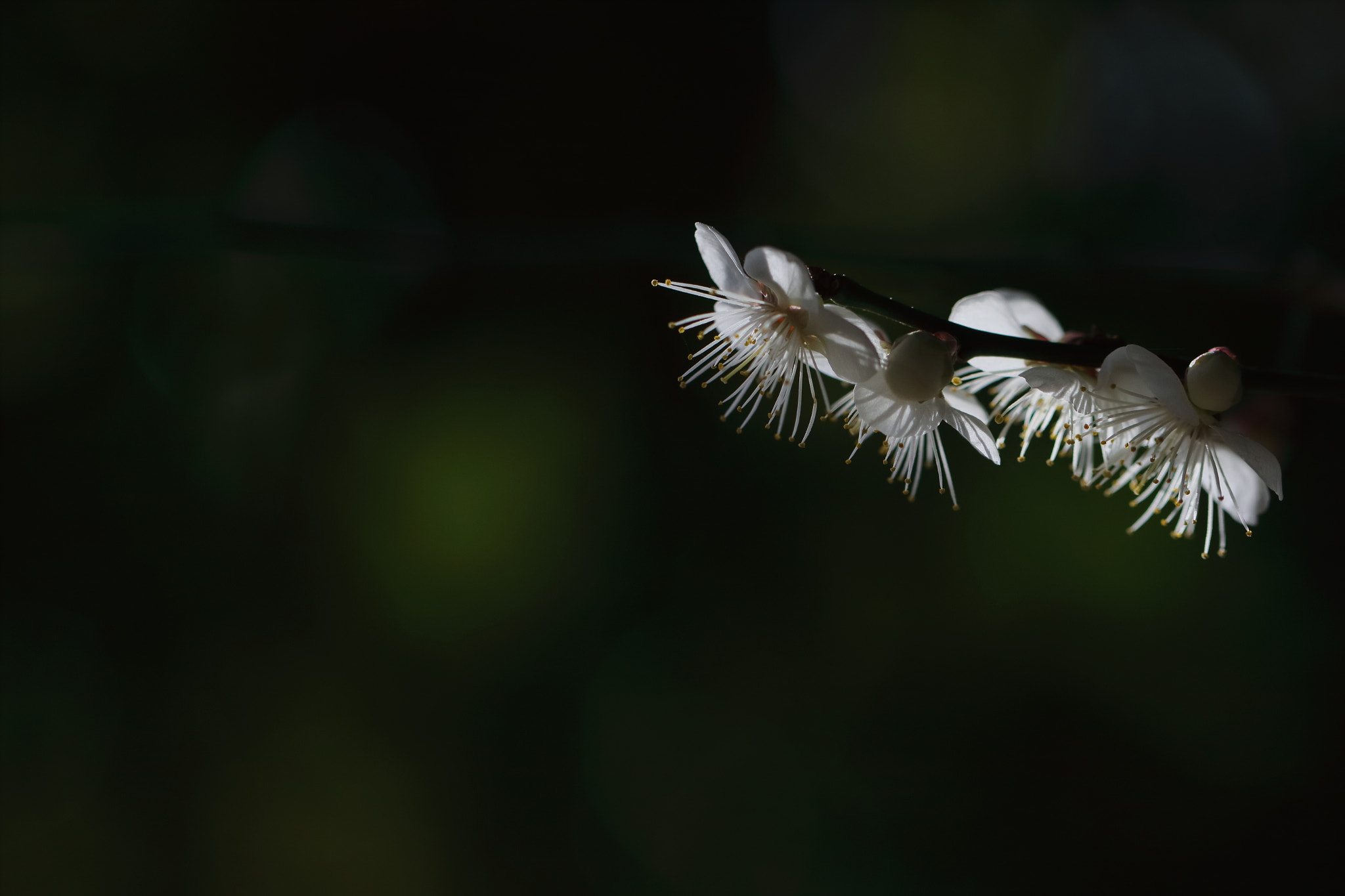 Canon EF 100mm F2.8L Macro IS USM sample photo. 梅の花。 photography