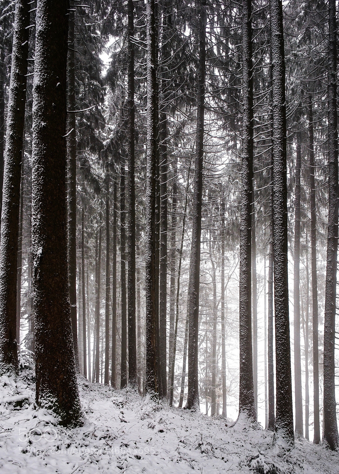 Sony a7 II sample photo. Waldspaziergang photography