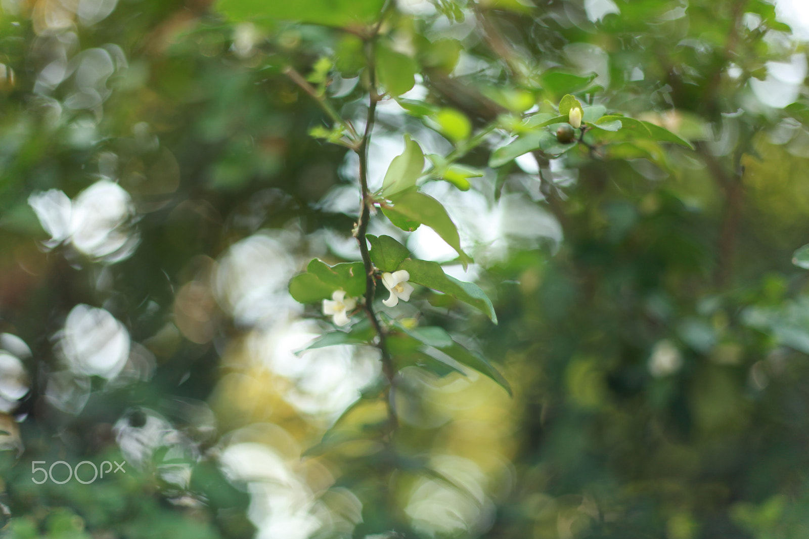 Canon EF 50mm F1.8 II sample photo. Lime berry photography