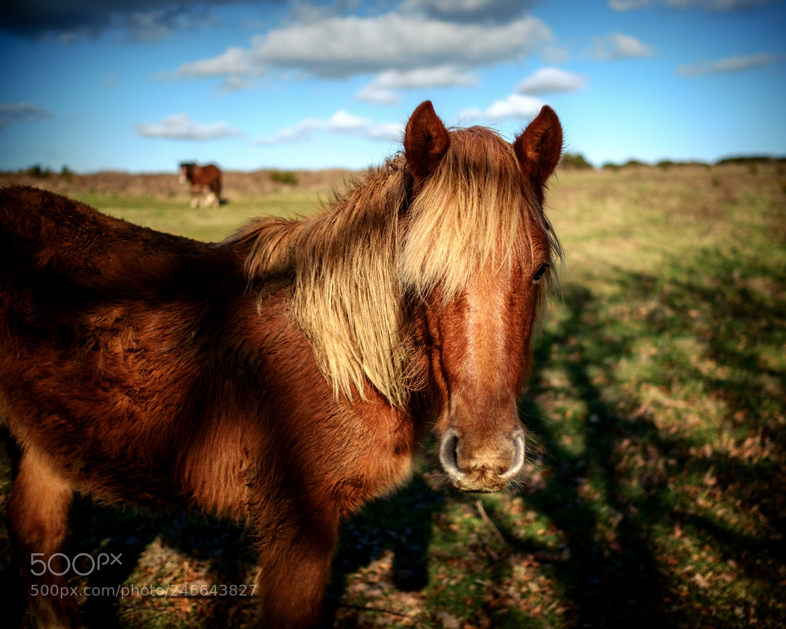 Fujifilm X-E1 sample photo. New forest pony photography