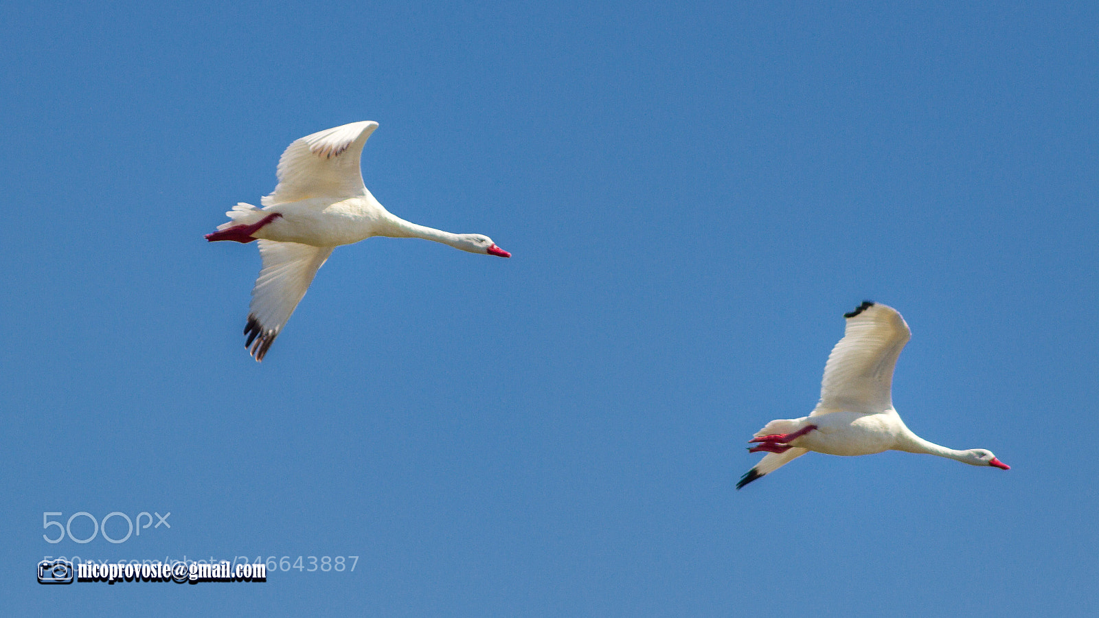 Canon EOS 7D sample photo. Cisnes coscorobas photography