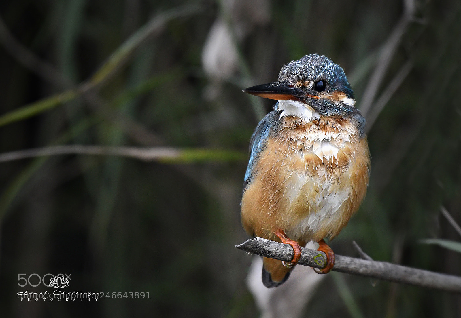 Nikon D850 sample photo. Kingfisher photography