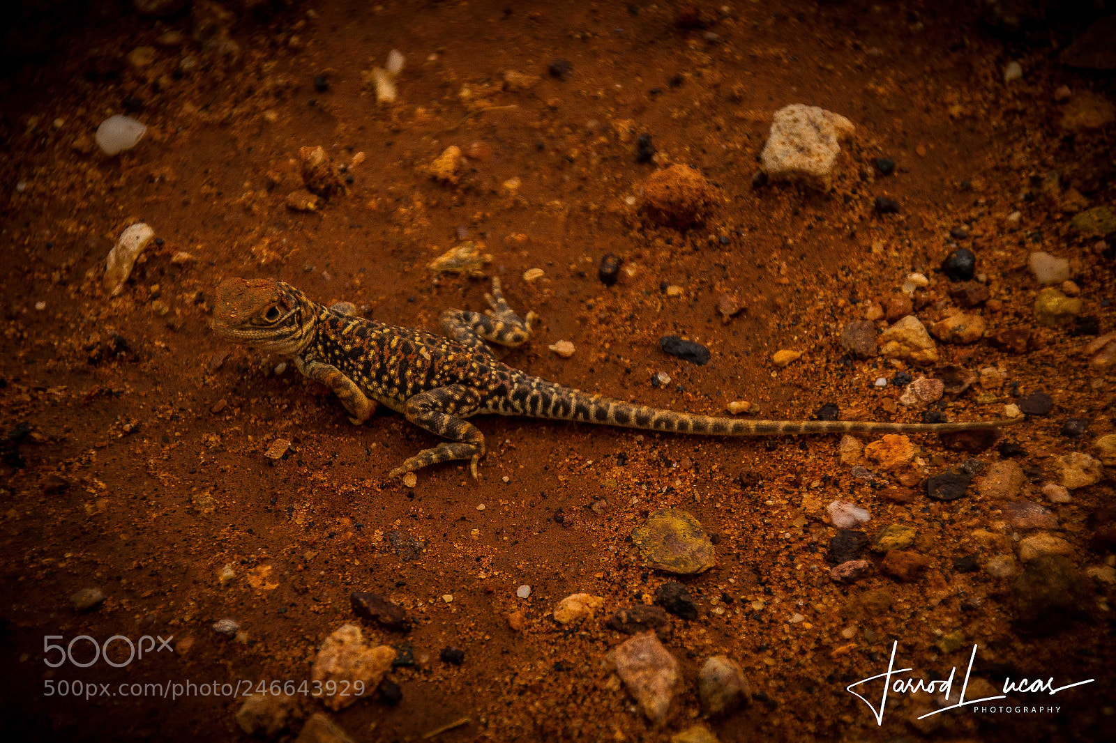Canon EOS 7D Mark II sample photo. Lizard in the outback photography