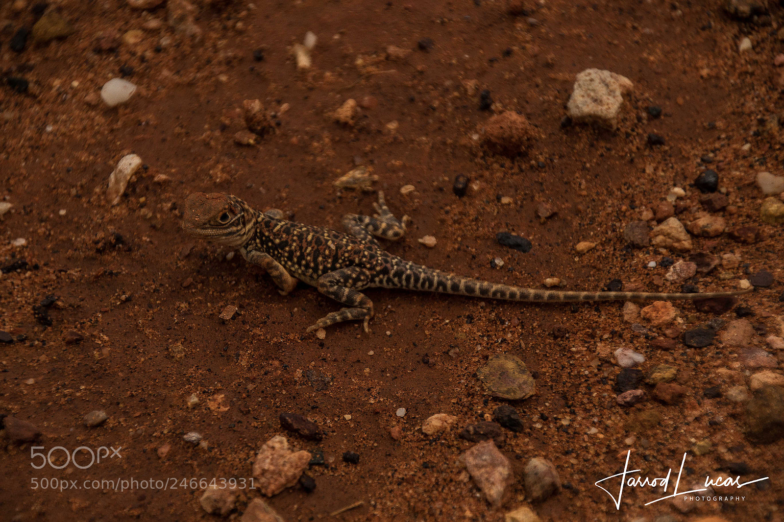 Canon EOS 7D Mark II sample photo. Lizard in the outback photography