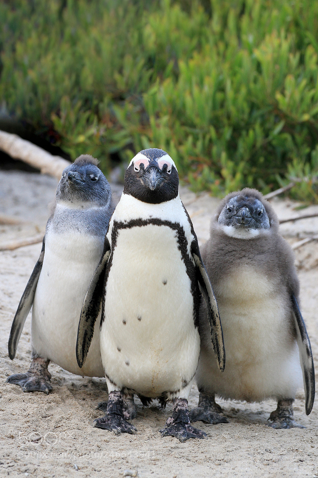 Canon EOS 7D sample photo. Penguin photography