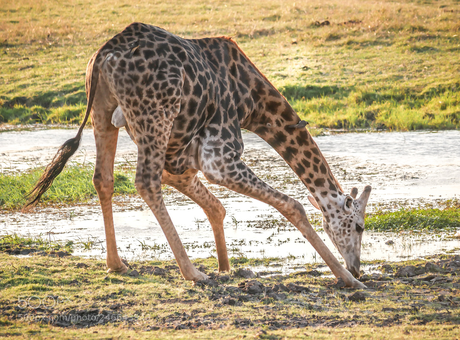 Panasonic DMC-G70 sample photo. Giraffe photography