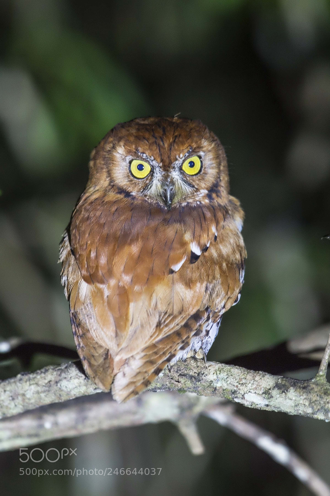 Nikon D4 sample photo. Oriental collared scop owl photography