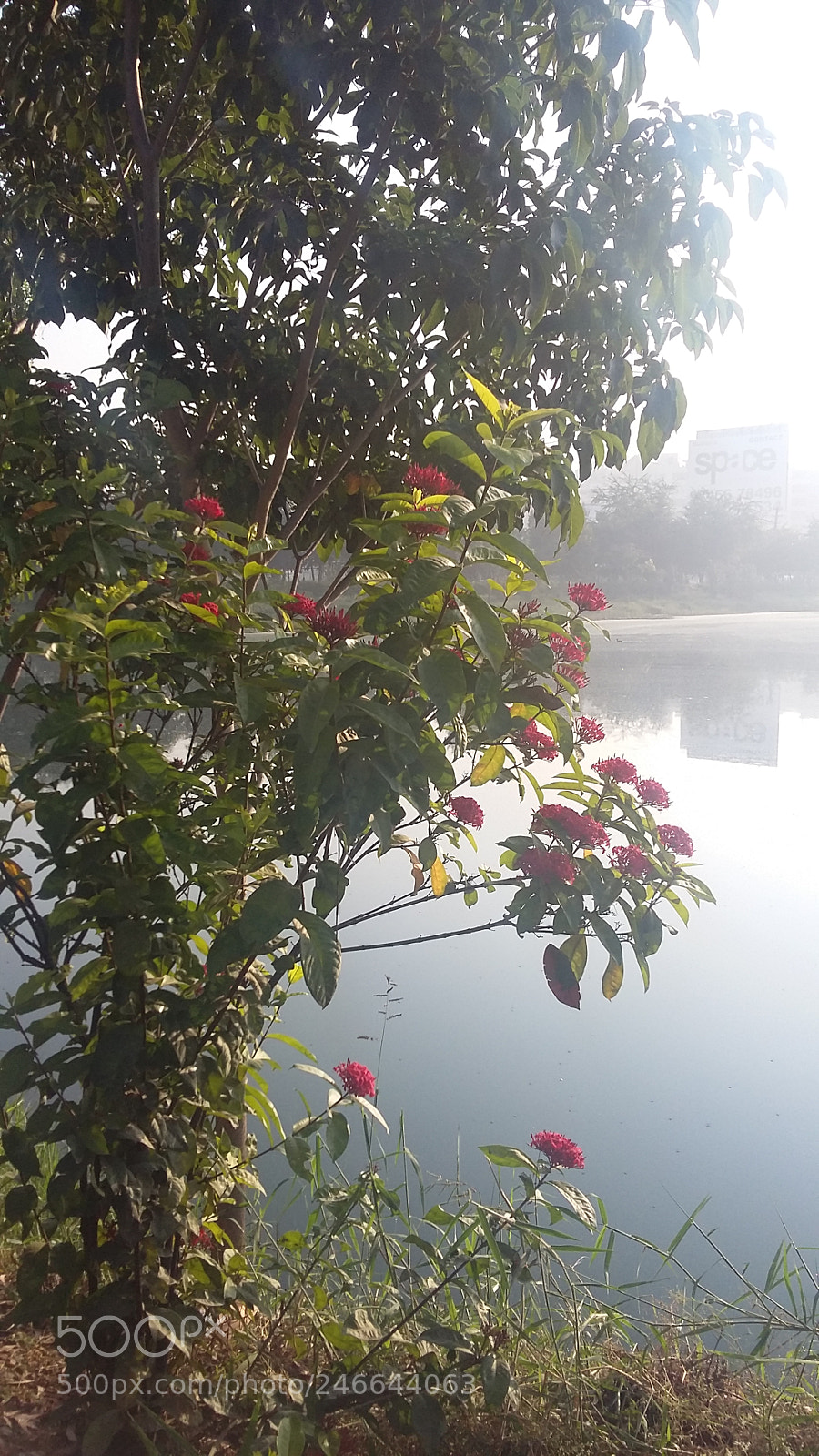 Samsung Galaxy A3 sample photo. Week end outing photography