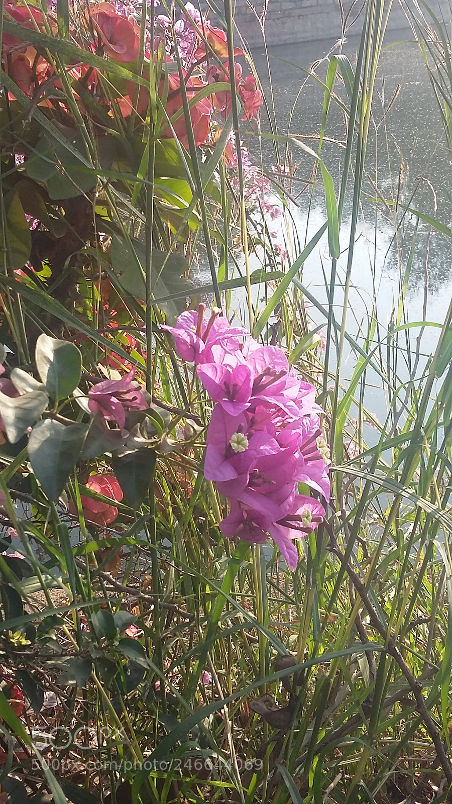 Samsung Galaxy A3 sample photo. Week end outing photography