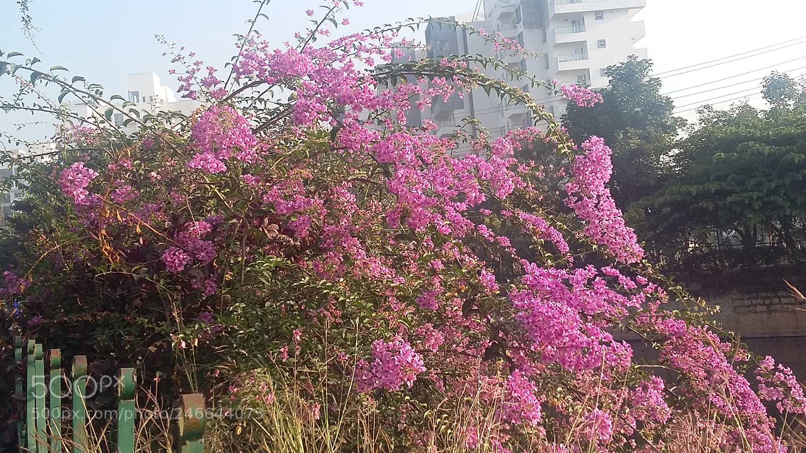 Samsung Galaxy A3 sample photo. Week end outing photography